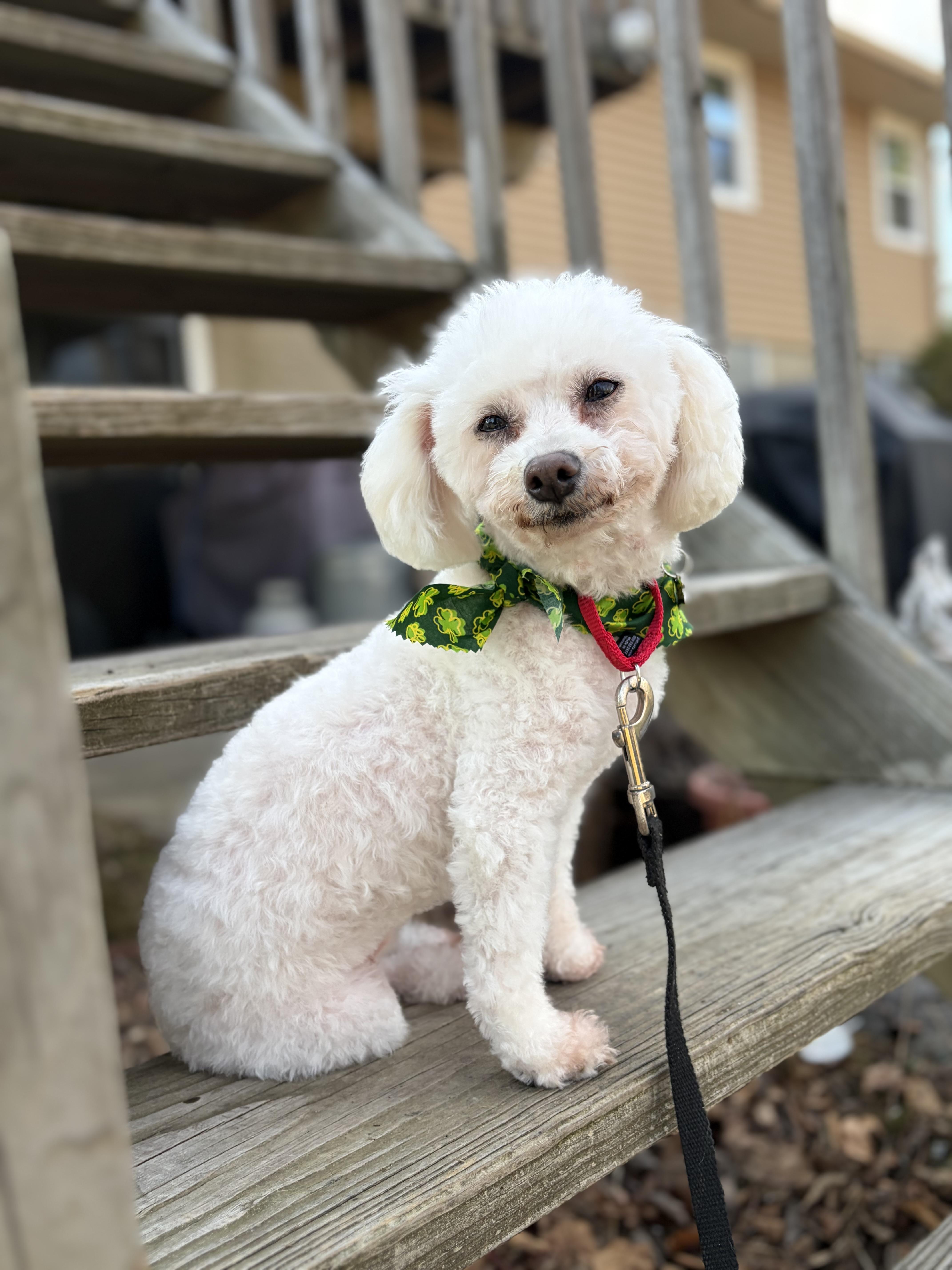 Enlarge Lusa , an adopted Miniature Poodle in Thornwood, NY image 5/6