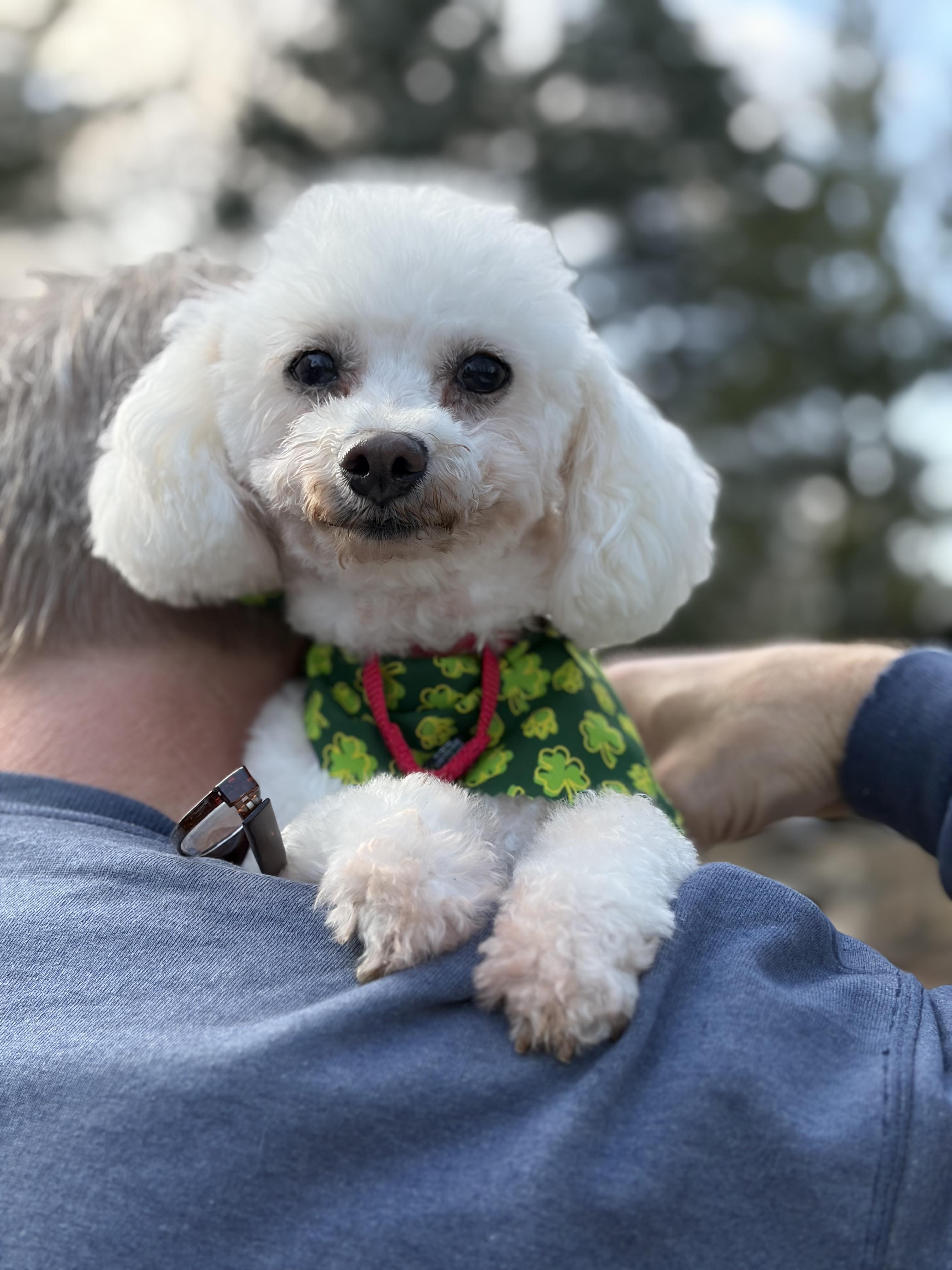 Enlarge Lusa , an adopted Miniature Poodle in Thornwood, NY image 6/6