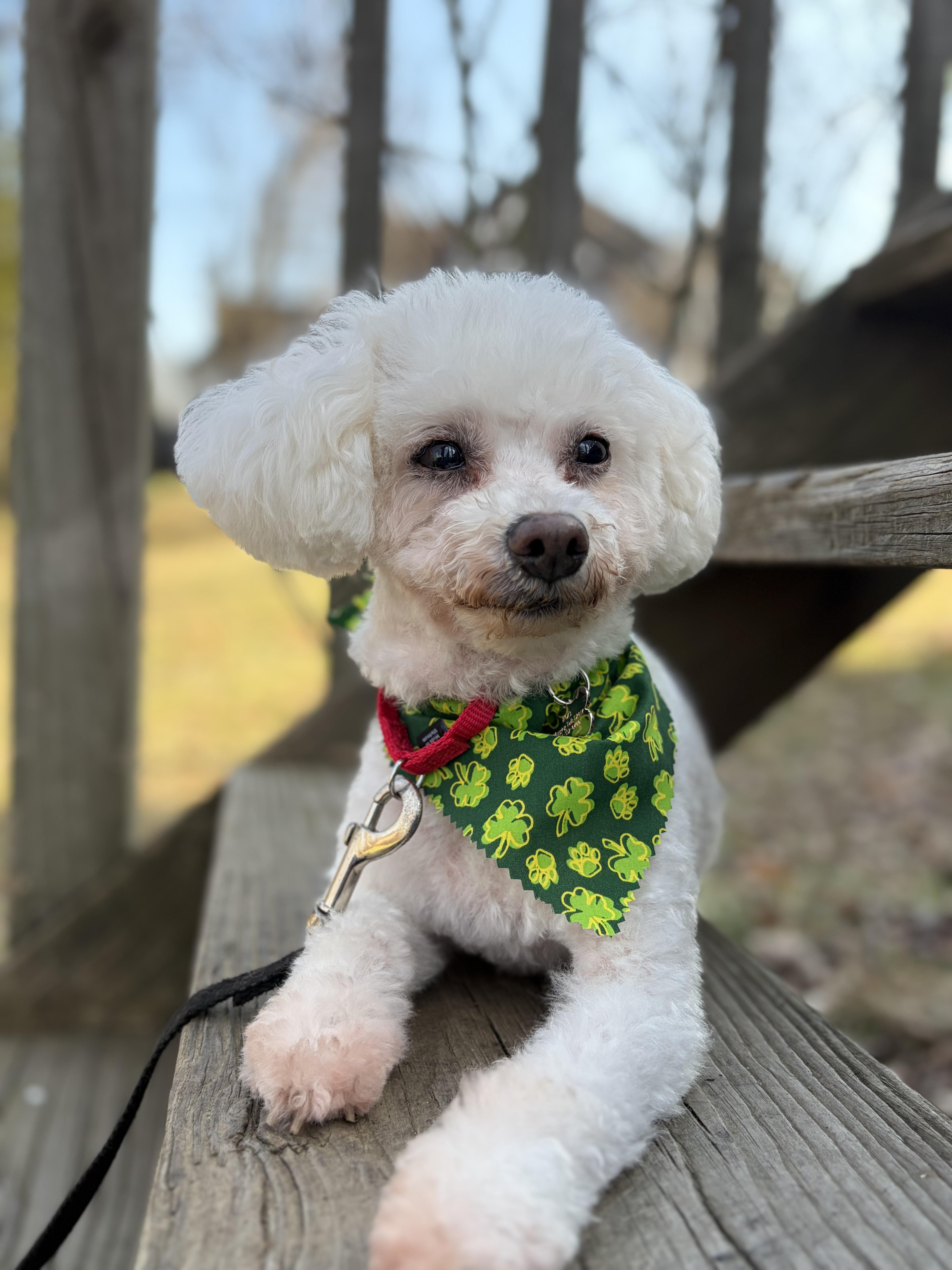 Enlarge Lusa , an adopted Miniature Poodle in Thornwood, NY image 2/6