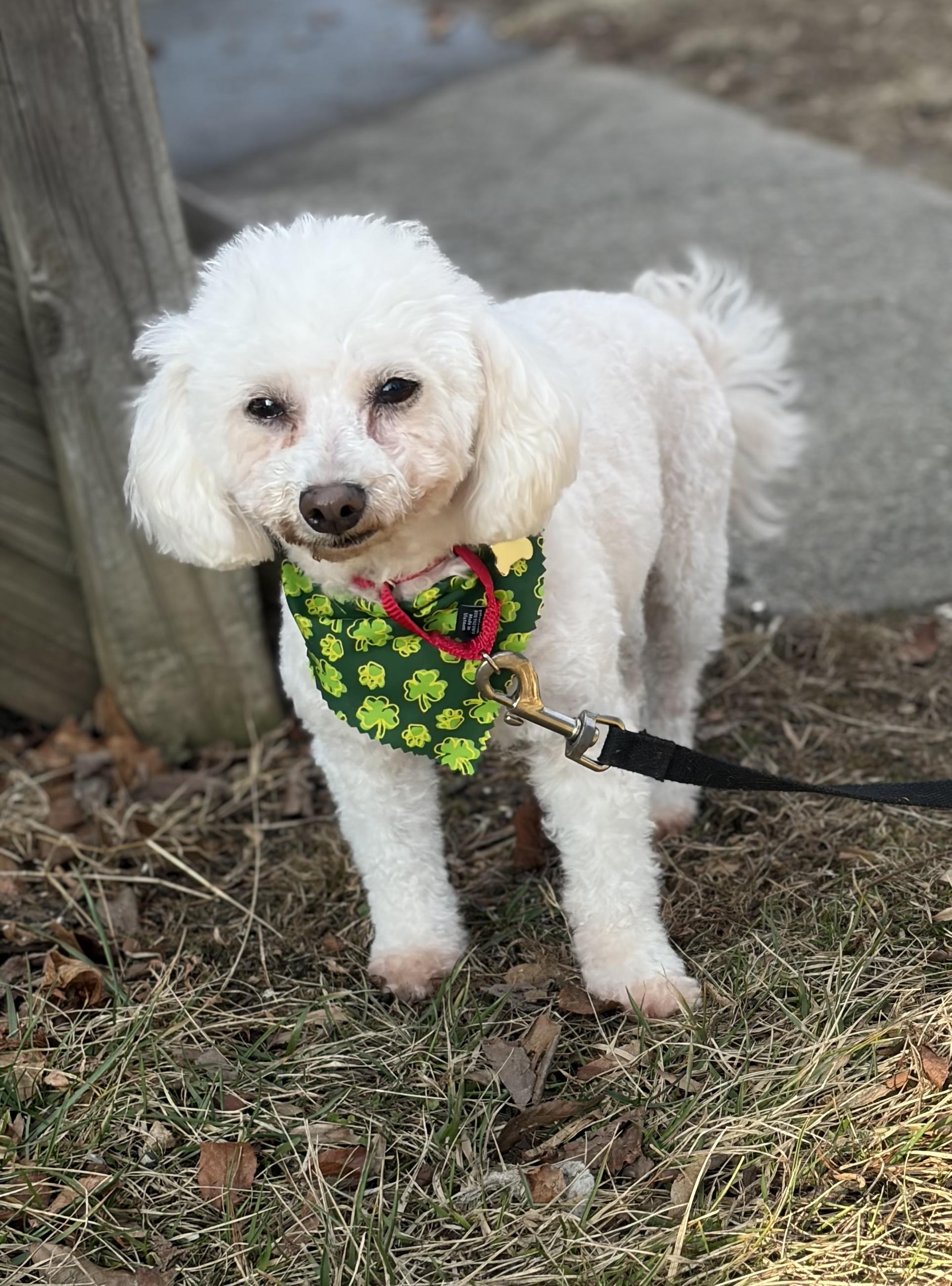 Enlarge Lusa , an adopted Miniature Poodle in Thornwood, NY image 3/6