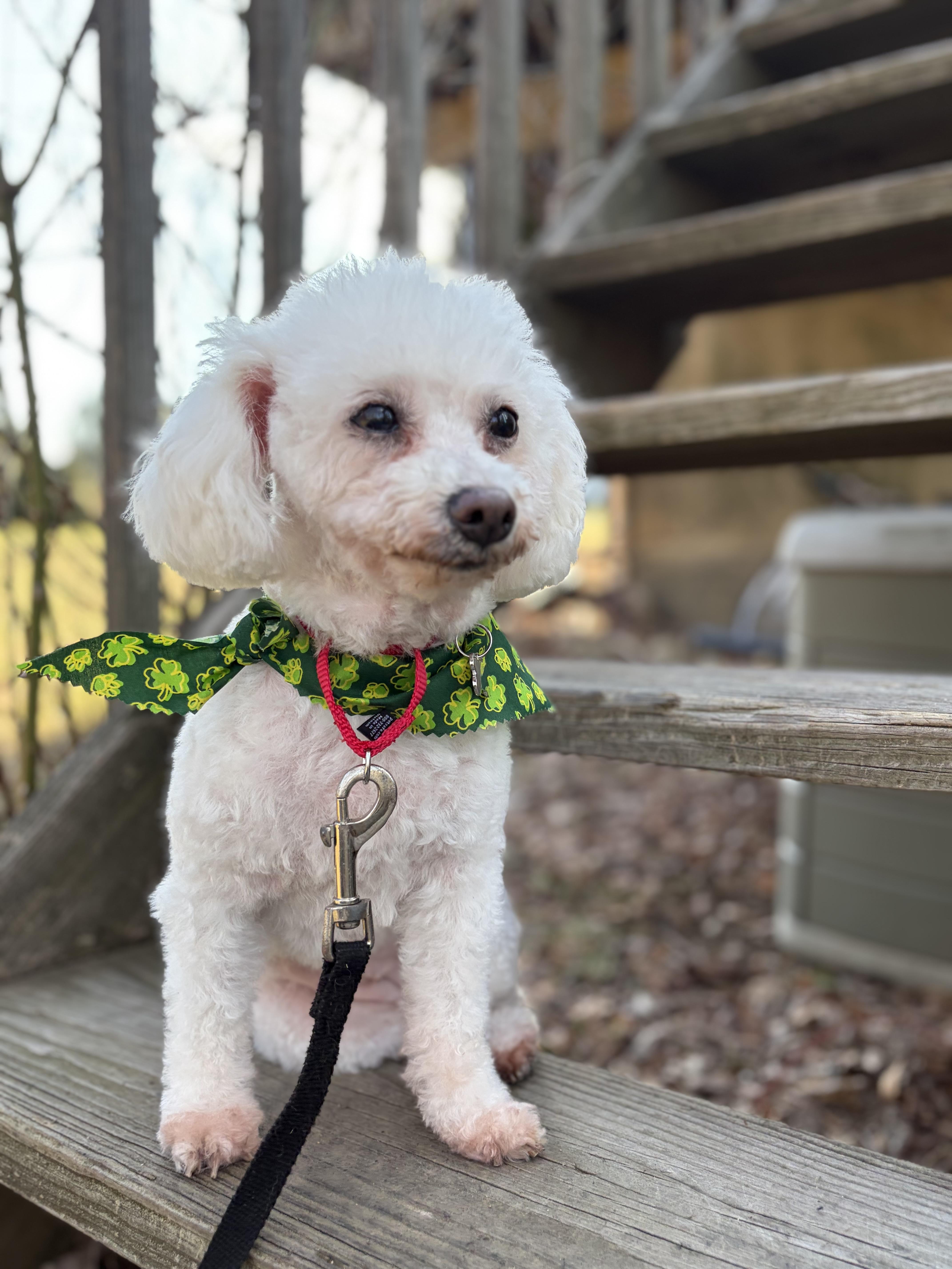 Enlarge Lusa , an adopted Miniature Poodle in Thornwood, NY image 4/6