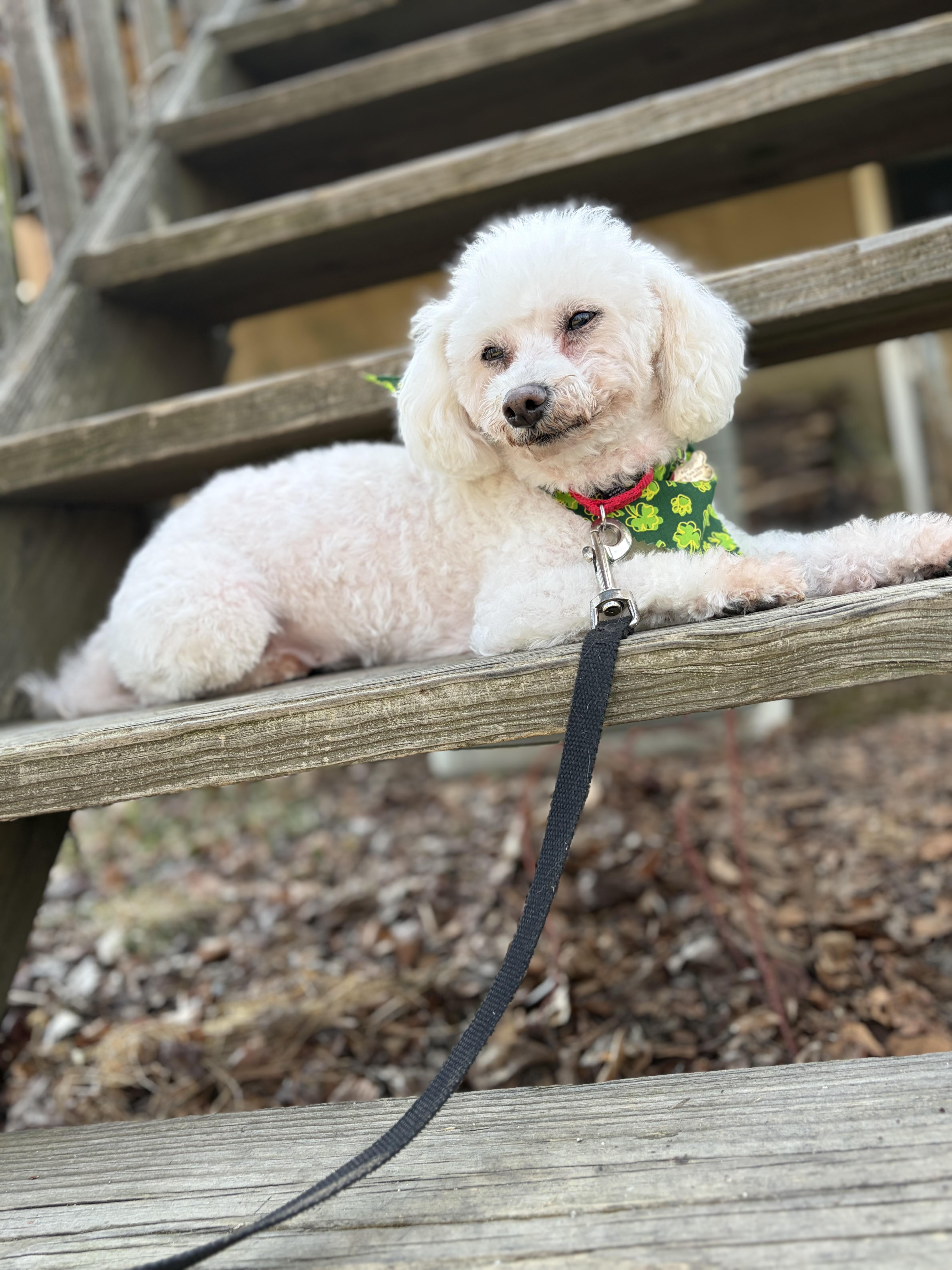 Lusa , adopted, Adult Female Miniature Poodle.