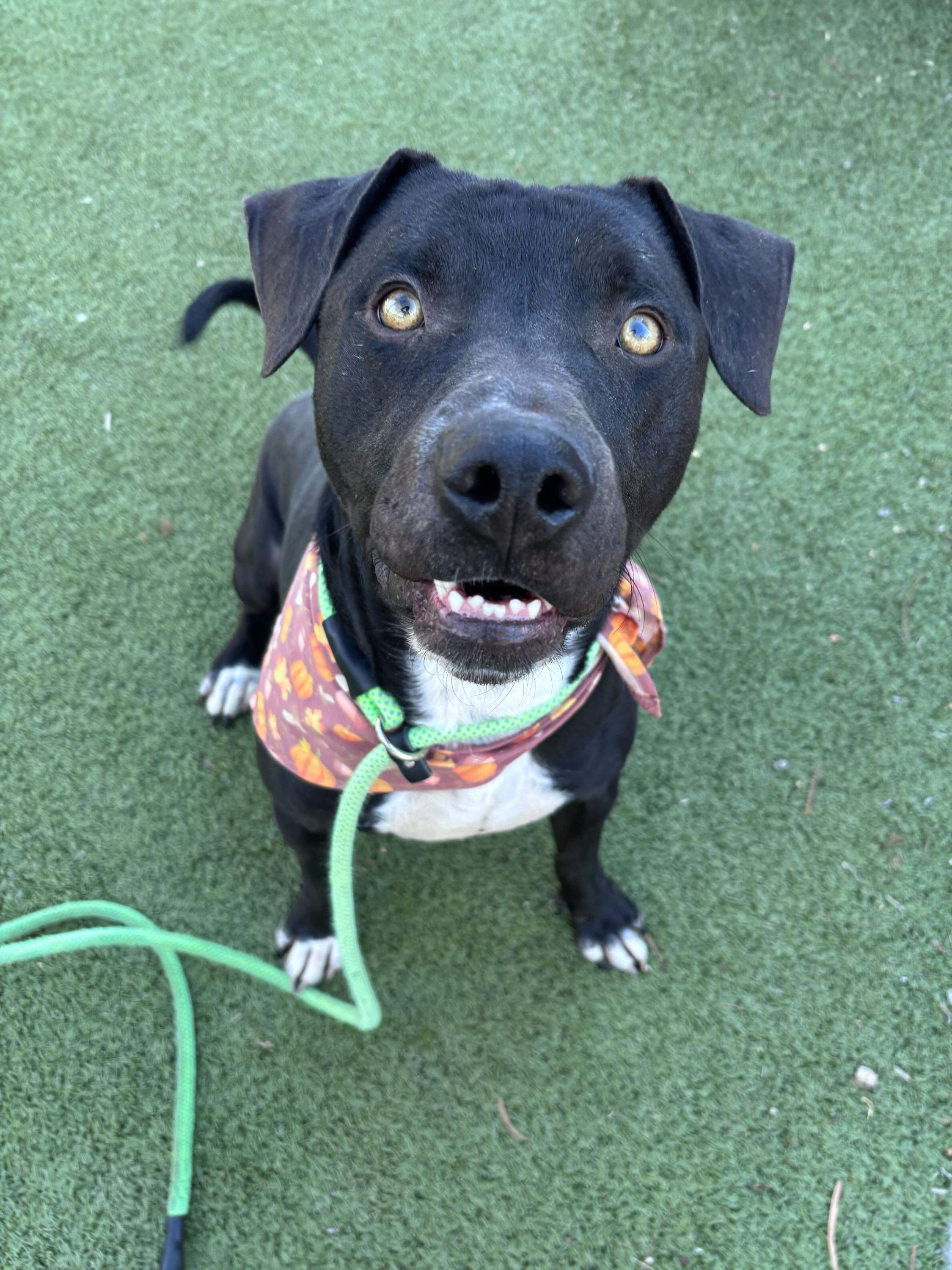 Dancer, a ADOPTABLE mixed breed in Chandler, AZ image 1/3