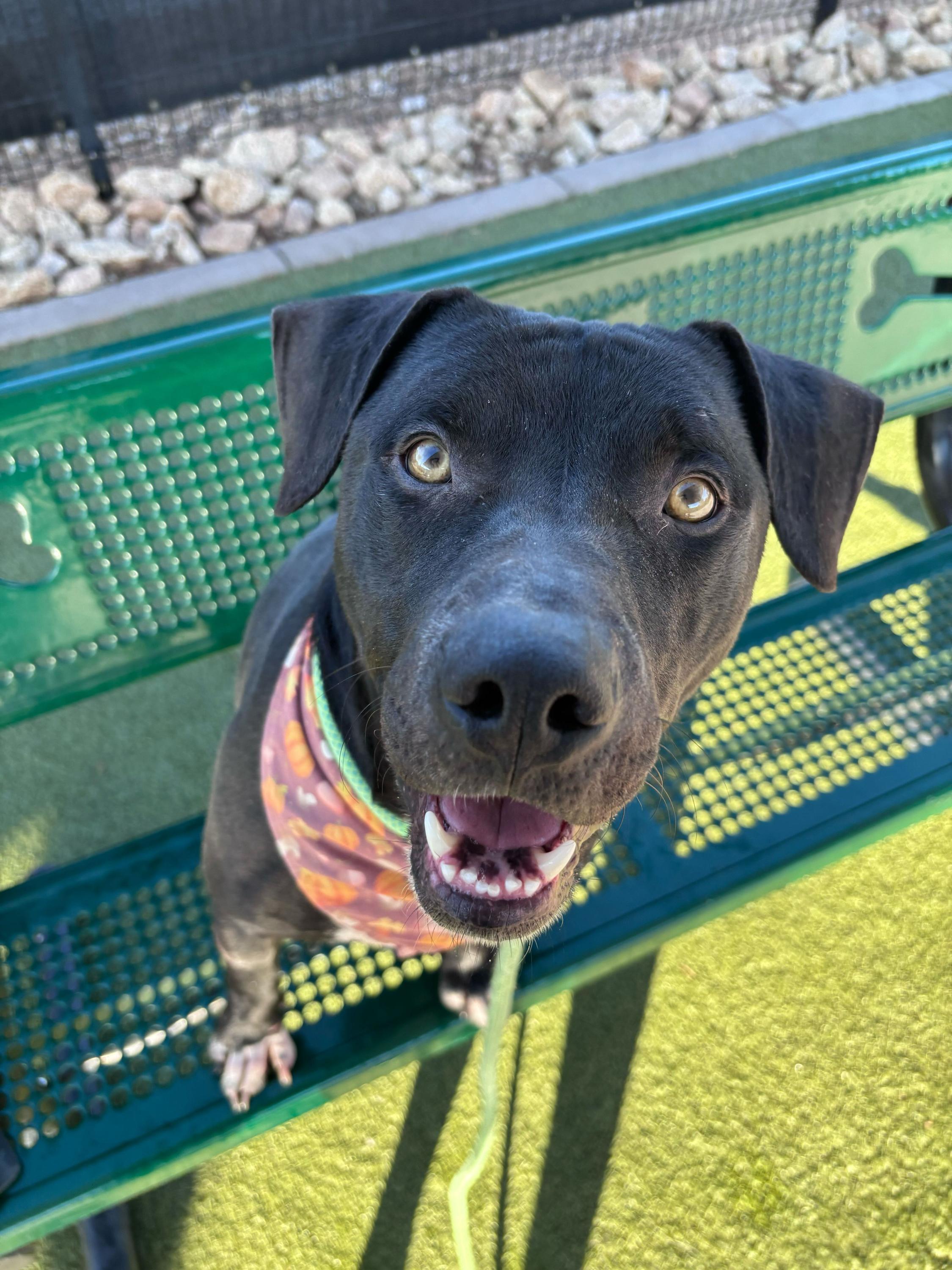 Dancer, a ADOPTABLE mixed breed in Chandler, AZ image 2/3