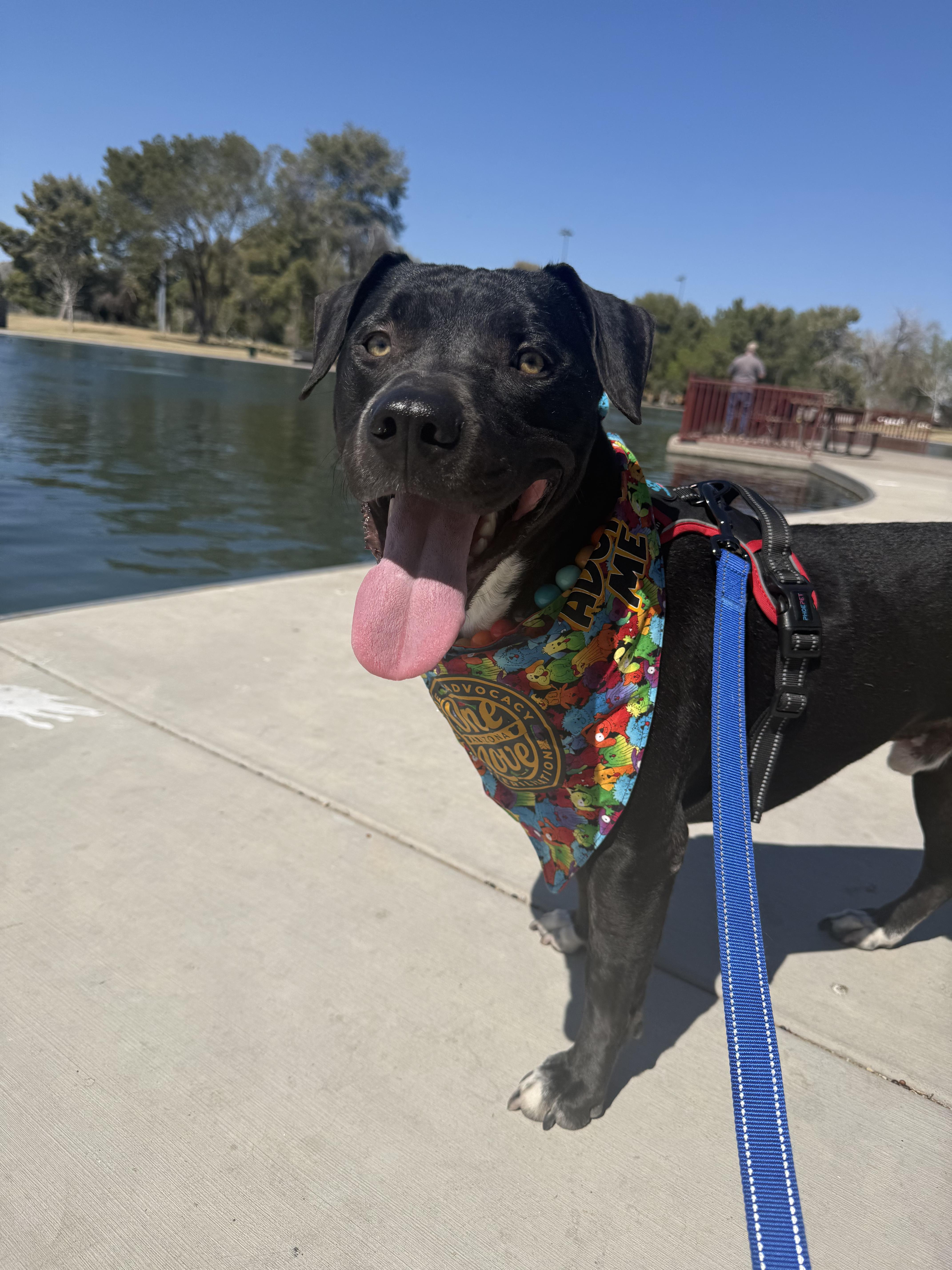 Enlarge Dancer, a ADOPTABLE mixed breed in Chandler, AZ image 1/4
