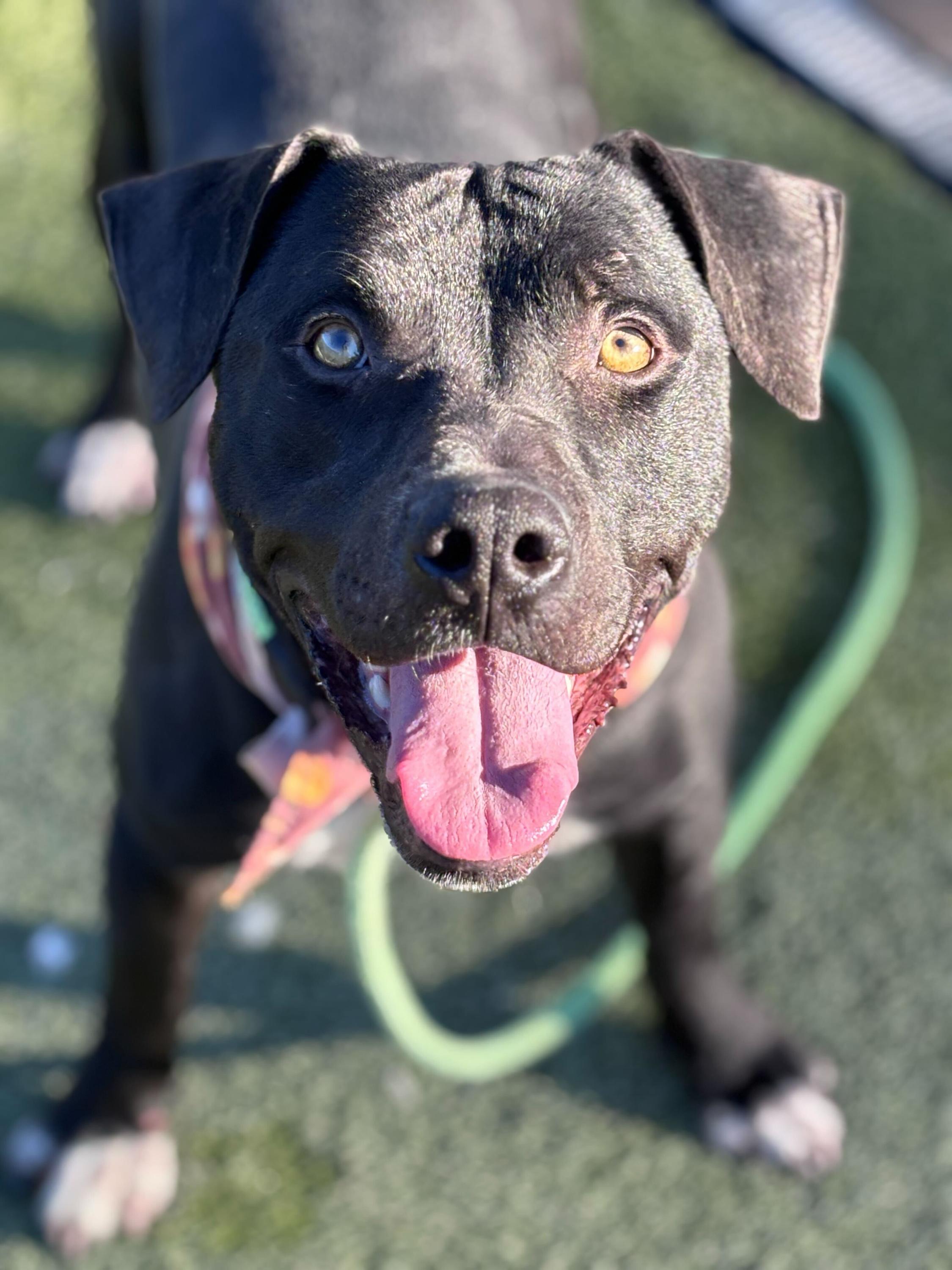 Dancer, a ADOPTABLE mixed breed in Chandler, AZ image 3/3