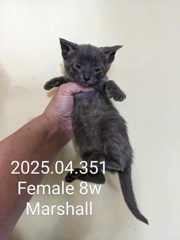 2025.04.351.k1, Adopted, Kitten Female Domestic Short Hair.