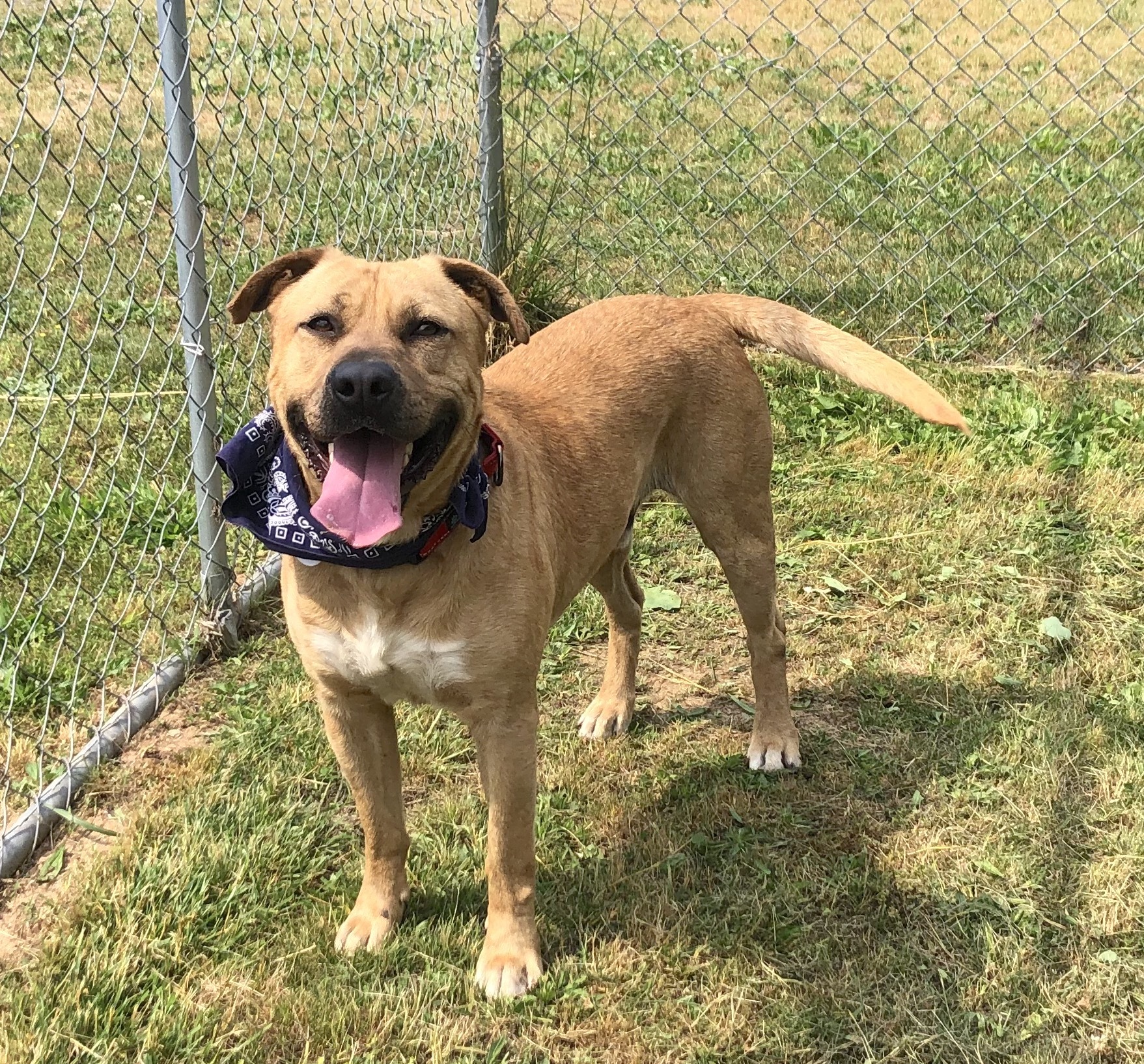 Enlarge Dusty, a Adoptable Labrador Retriever in Palmyra, VA image 4/6