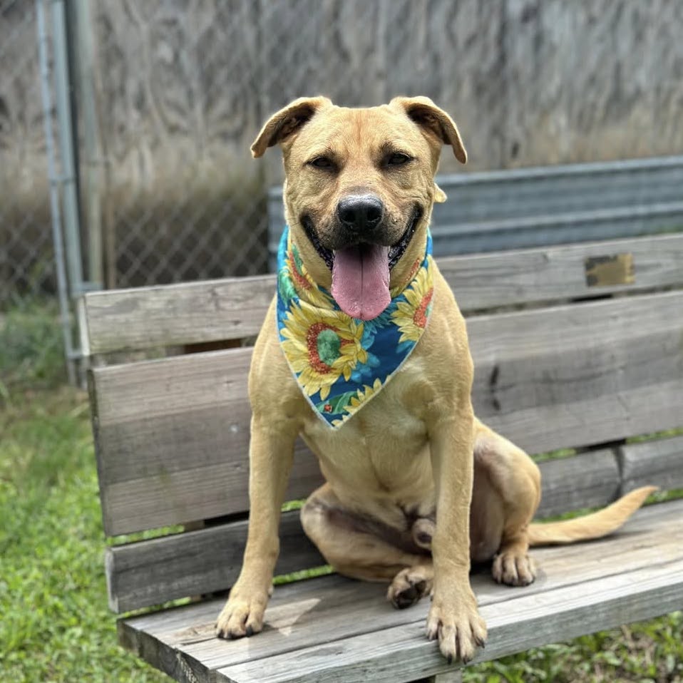 Dusty, Adoptable, Adult Male Labrador Retriever.