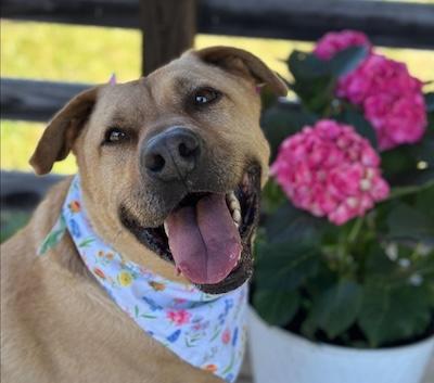 Enlarge Dusty, a Adoptable Labrador Retriever in Palmyra, VA image 5/6