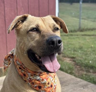 Dusty, an adoptable Labrador Retriever in Palmyra, VA, 22963 | Photo Image 2