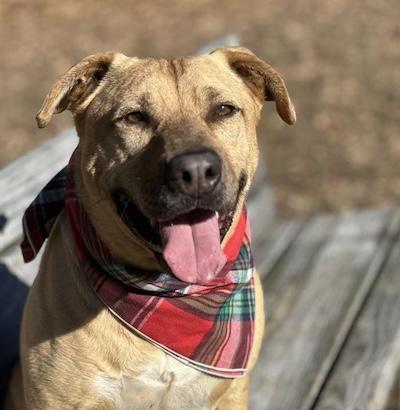Enlarge Dusty, a Adoptable Labrador Retriever in Palmyra, VA image 2/6