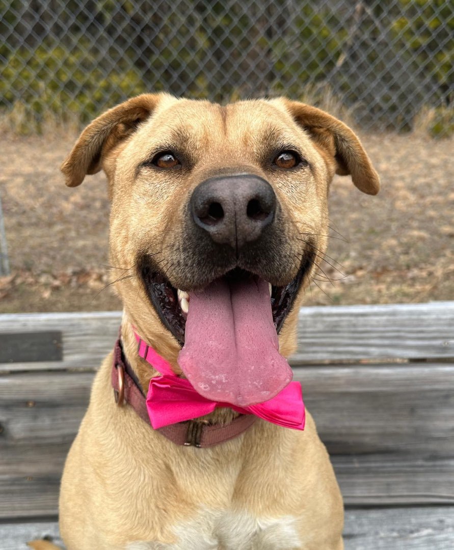 Enlarge Dusty, a Adoptable Labrador Retriever in Palmyra, VA image 3/6