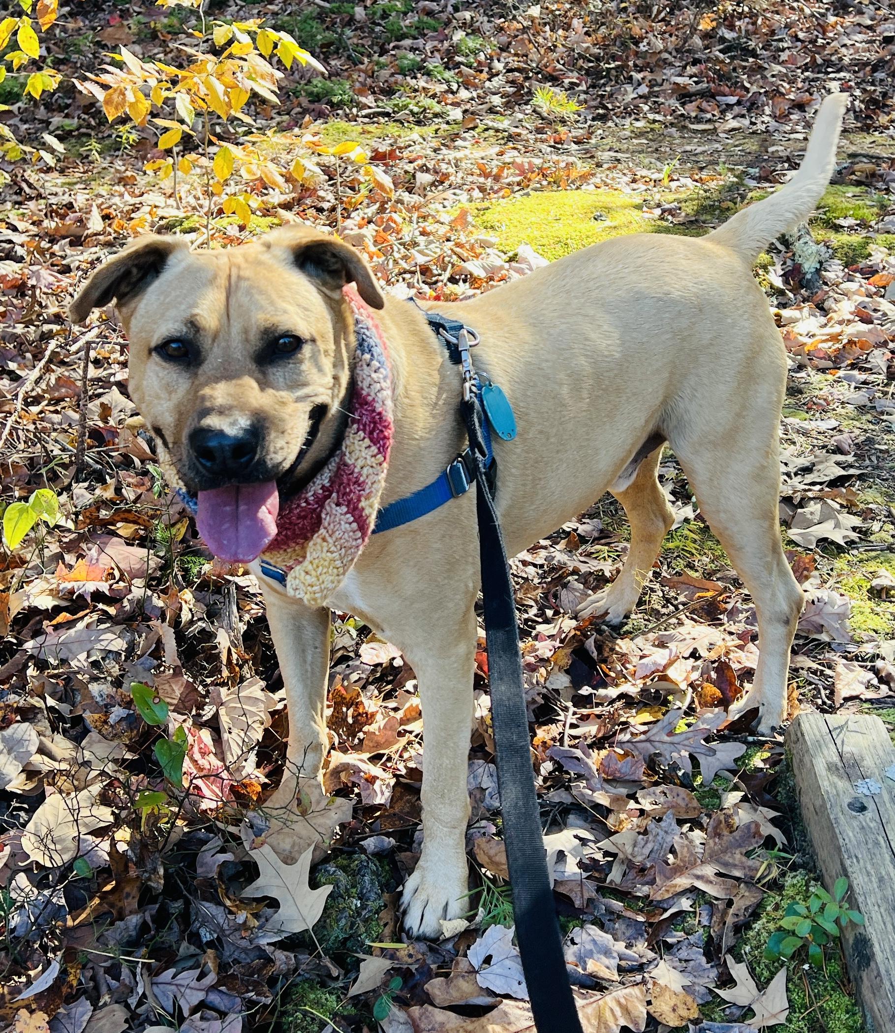 Dusty, an adoptable Labrador Retriever in Palmyra, VA, 22963 | Photo Image 3