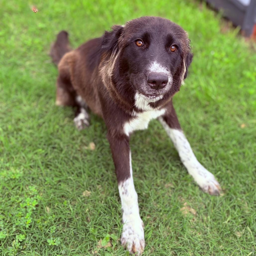 Enlarge Sheila 26-04-134, a Adoptable mixed breed in Bastrop, TX image 1/5