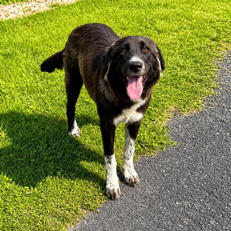 Enlarge Sheila 26-04-134, a Adoptable mixed breed in Bastrop, TX image 2/5