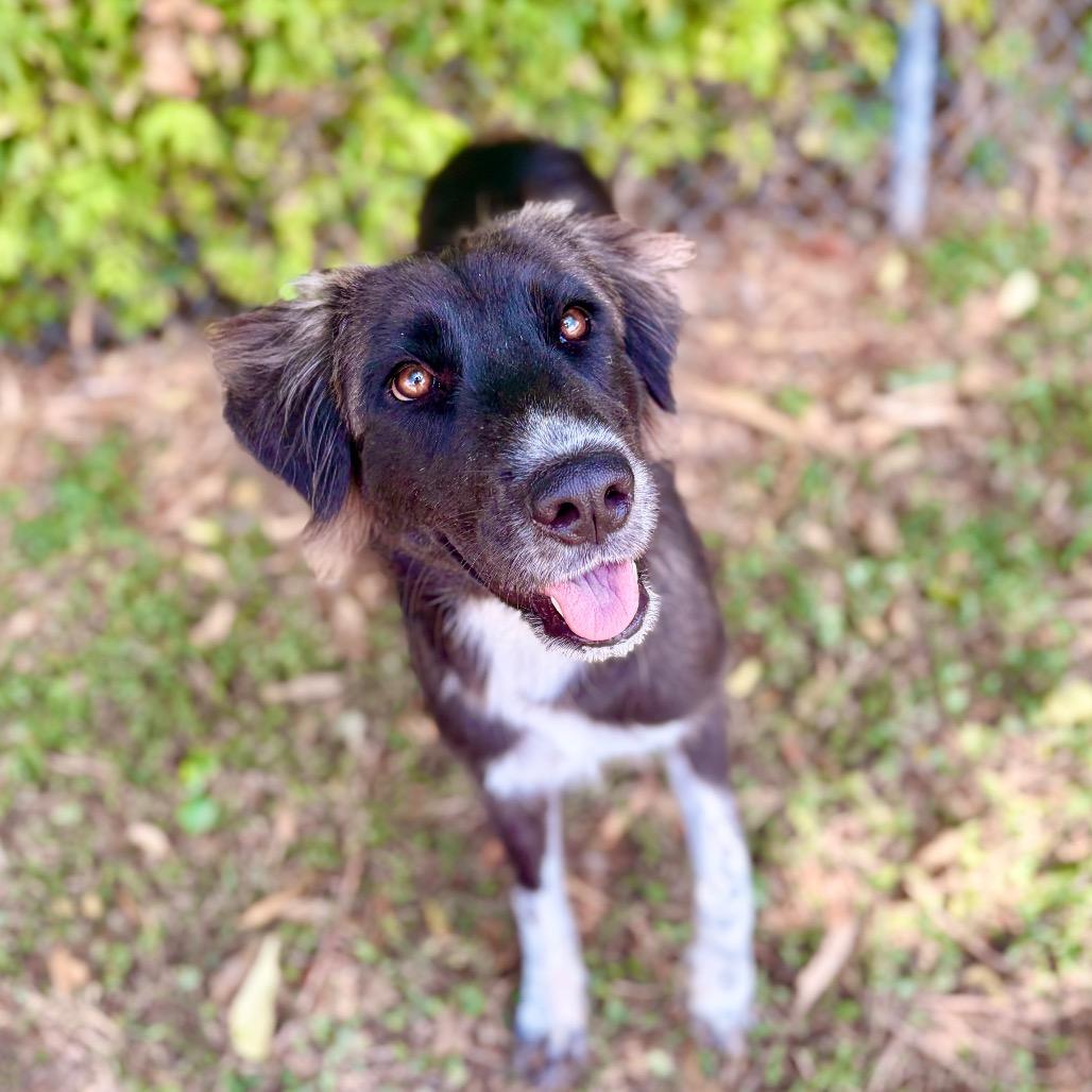 Enlarge Sheila 26-04-134, a Adoptable Australian Cattle Dog / Blue Heeler in Bastrop, TX image 3/6
