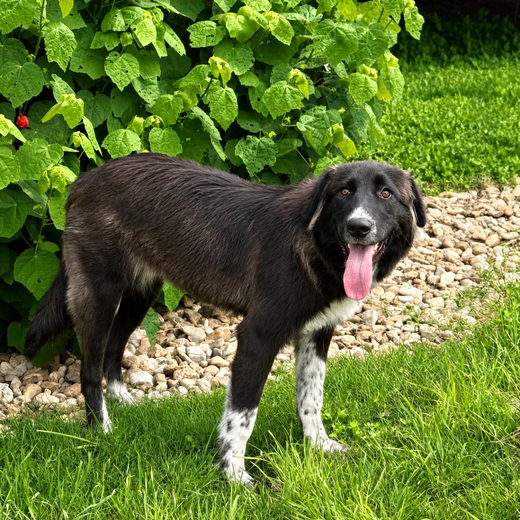 Enlarge Sheila 26-04-134, a Adoptable mixed breed in Bastrop, TX image 5/5