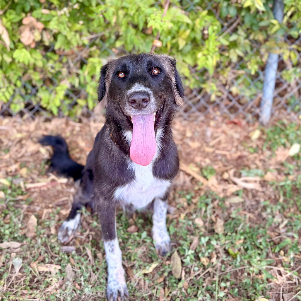Enlarge Sheila 26-04-134, a Adoptable Australian Cattle Dog / Blue Heeler in Bastrop, TX image 6/6