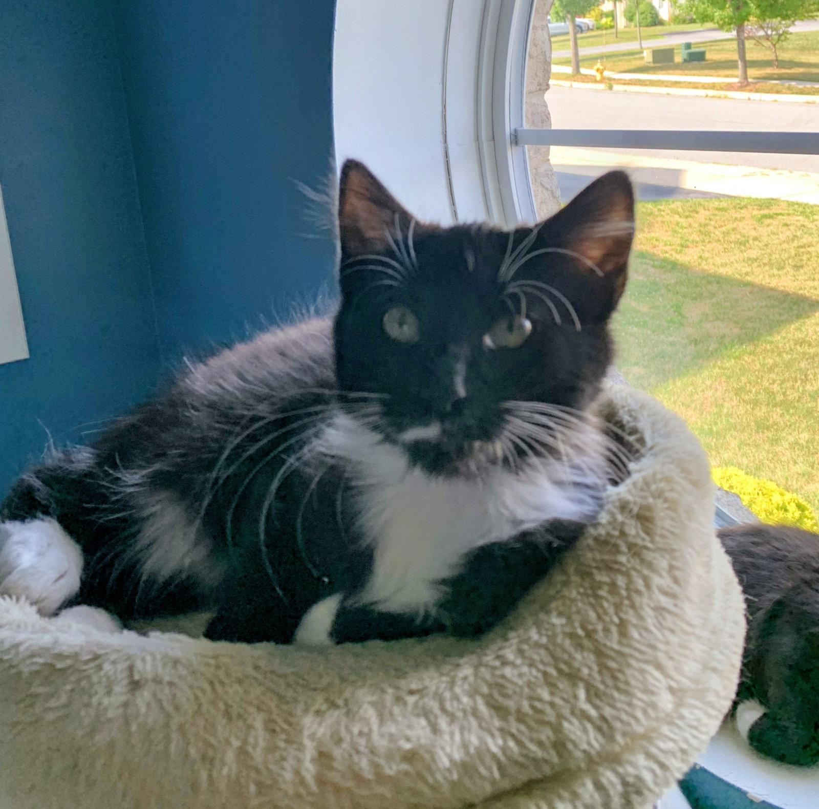 Macaroni Kitten, Adoptable, Kitten Male Domestic Long Hair.