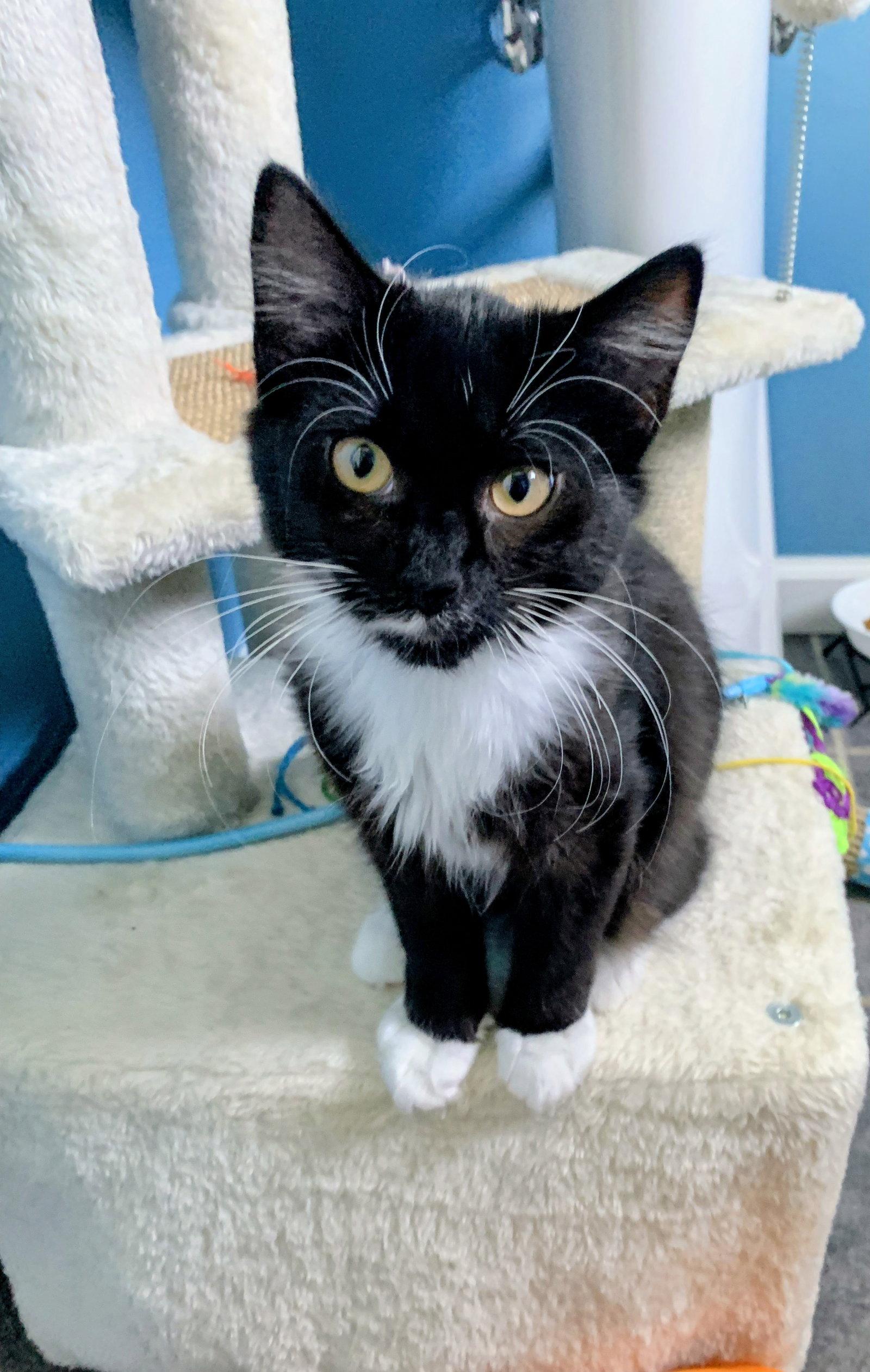 Enlarge Macaroni Kitten, a Adoptable Domestic Long Hair in Allentown, PA image 2/3