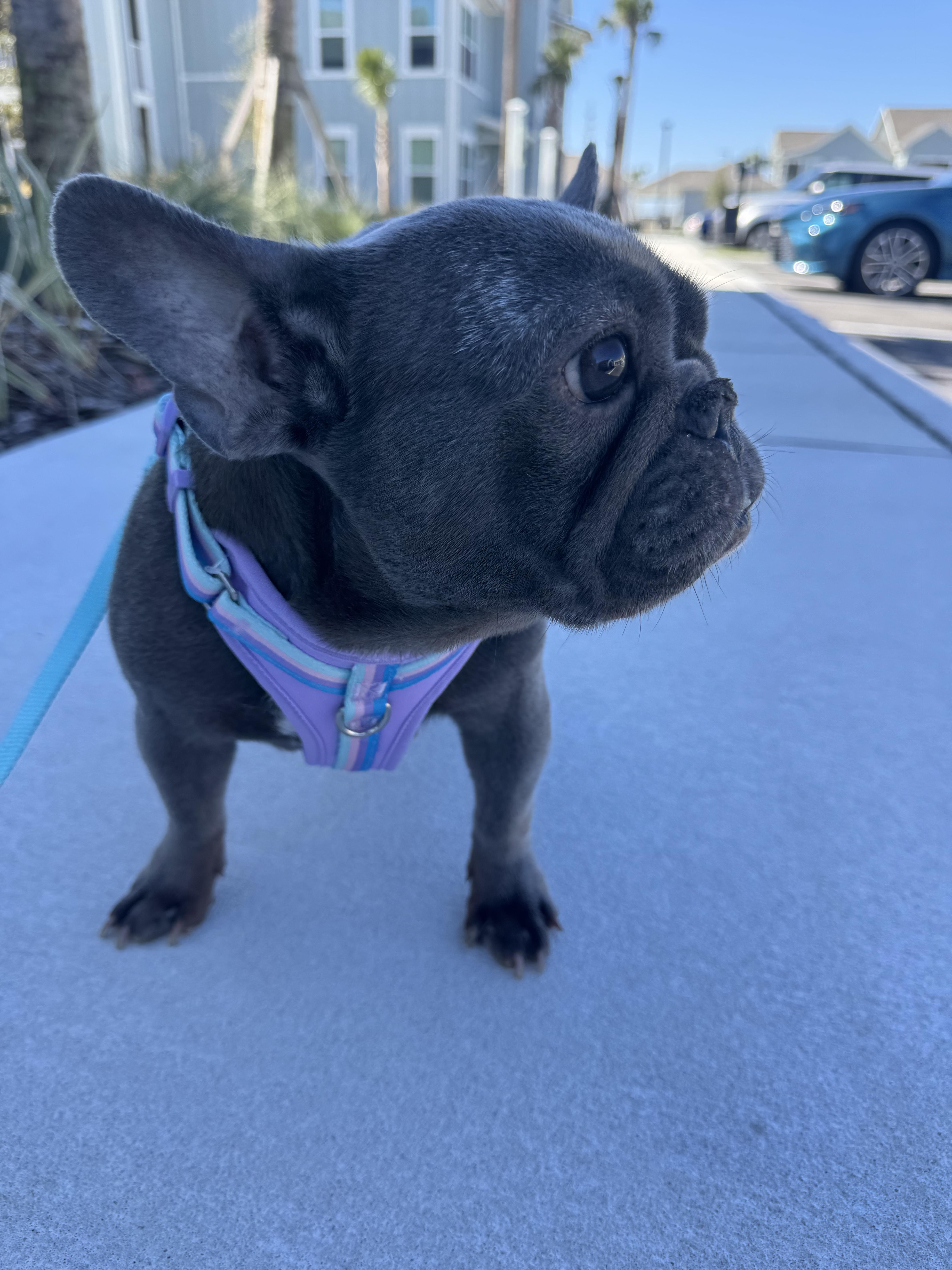 Cindy Loo Who, Adoptable, Adult Female French Bulldog.