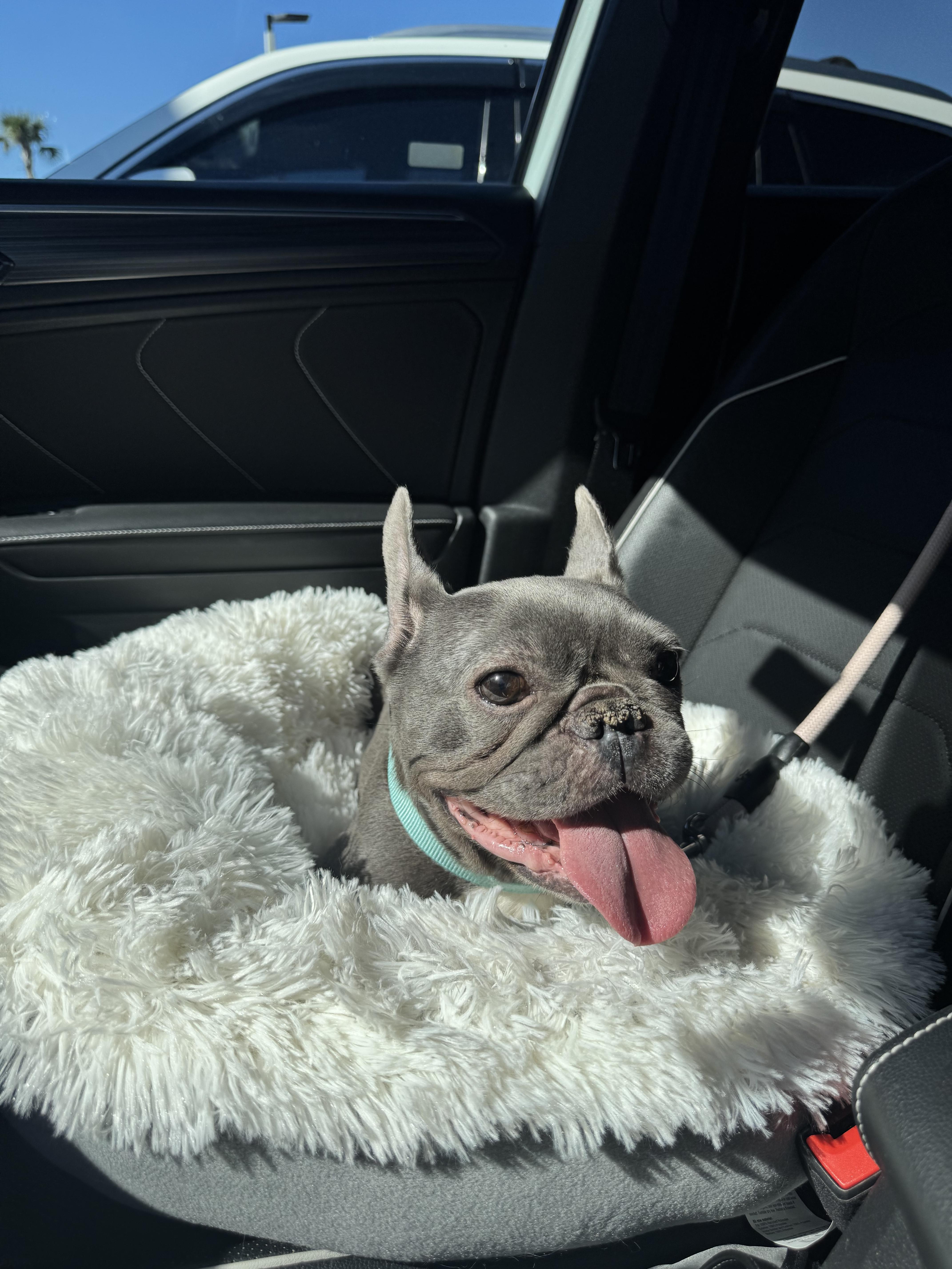 Enlarge Cindy Loo Who, a Adoptable French Bulldog in PALM BAY, FL image 2/6