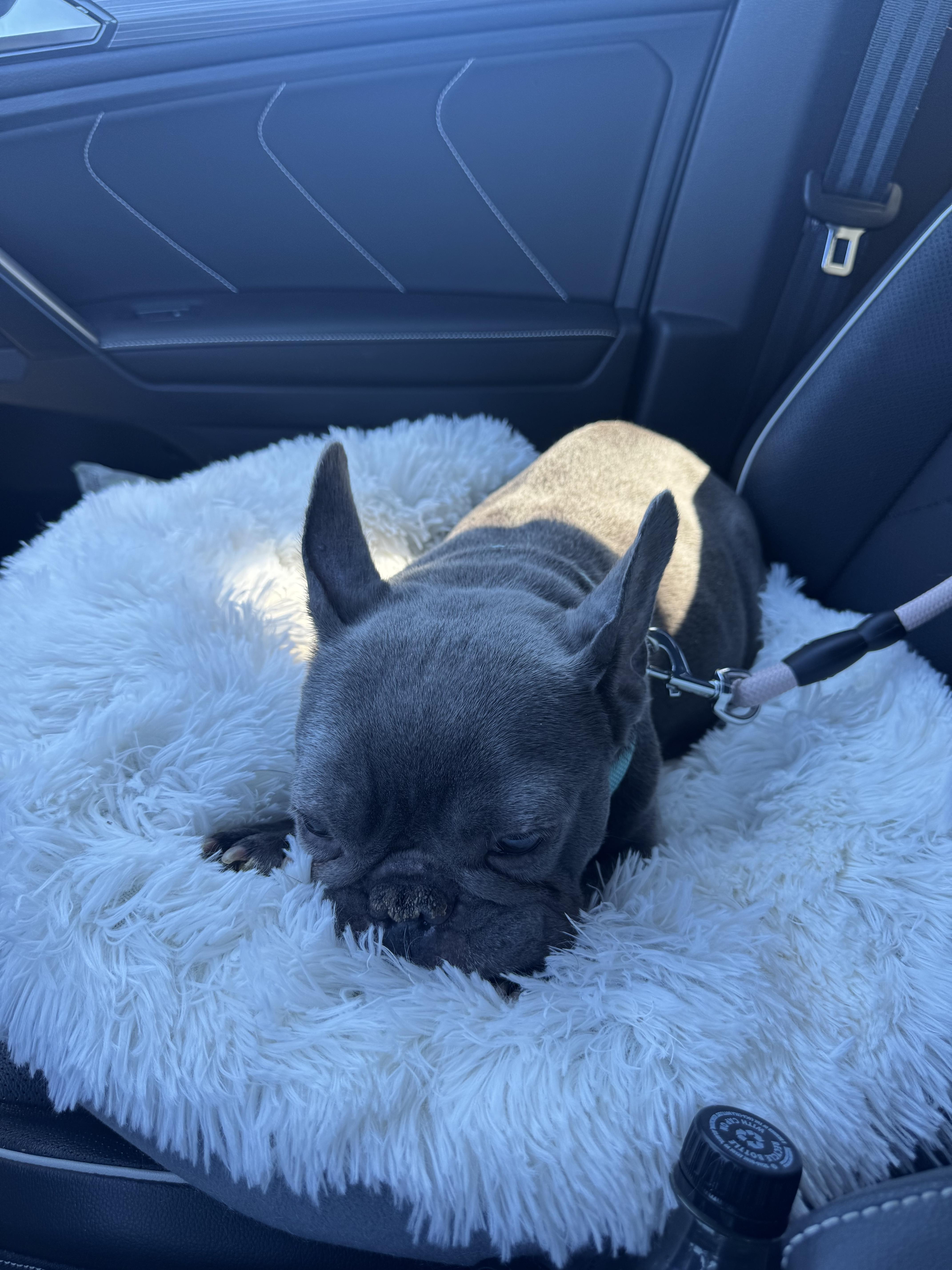 Enlarge Cindy Loo Who, a Adoptable French Bulldog in PALM BAY, FL image 3/6