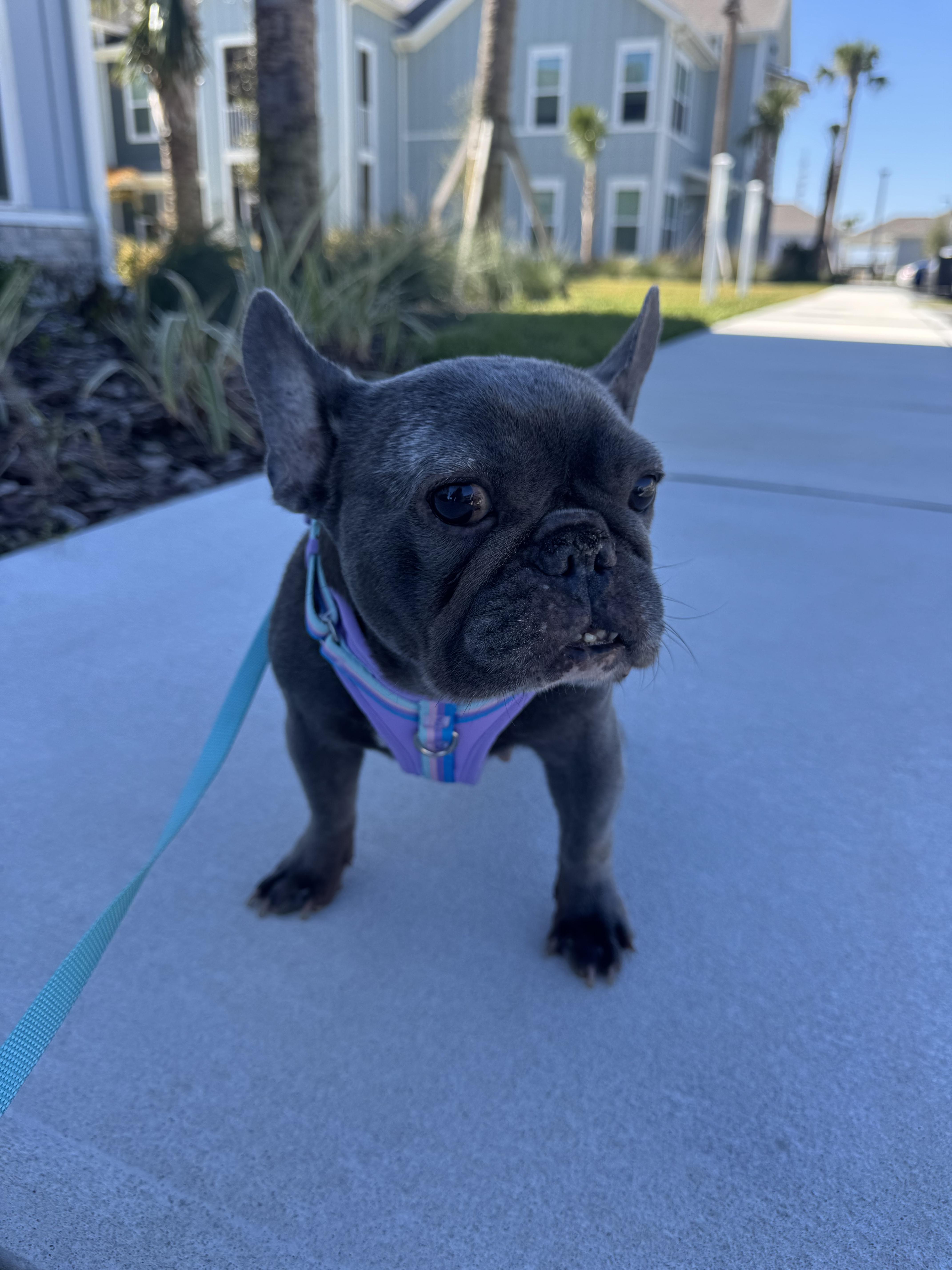 Enlarge Cindy Loo Who, a Adoptable French Bulldog in PALM BAY, FL image 6/6