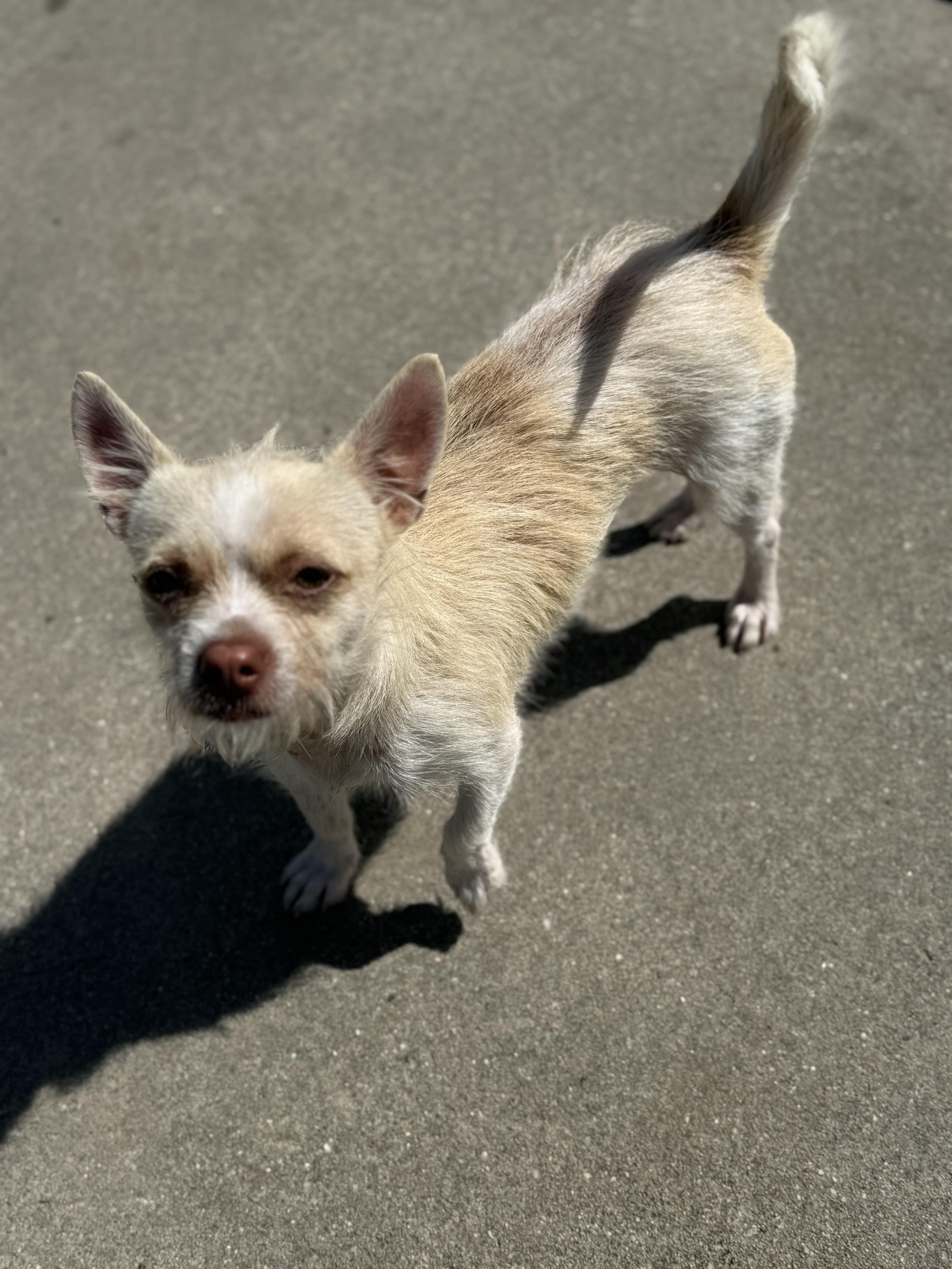 Enlarge Lester, a ADOPTABLE mixed breed in Hartsville, SC image 1/6
