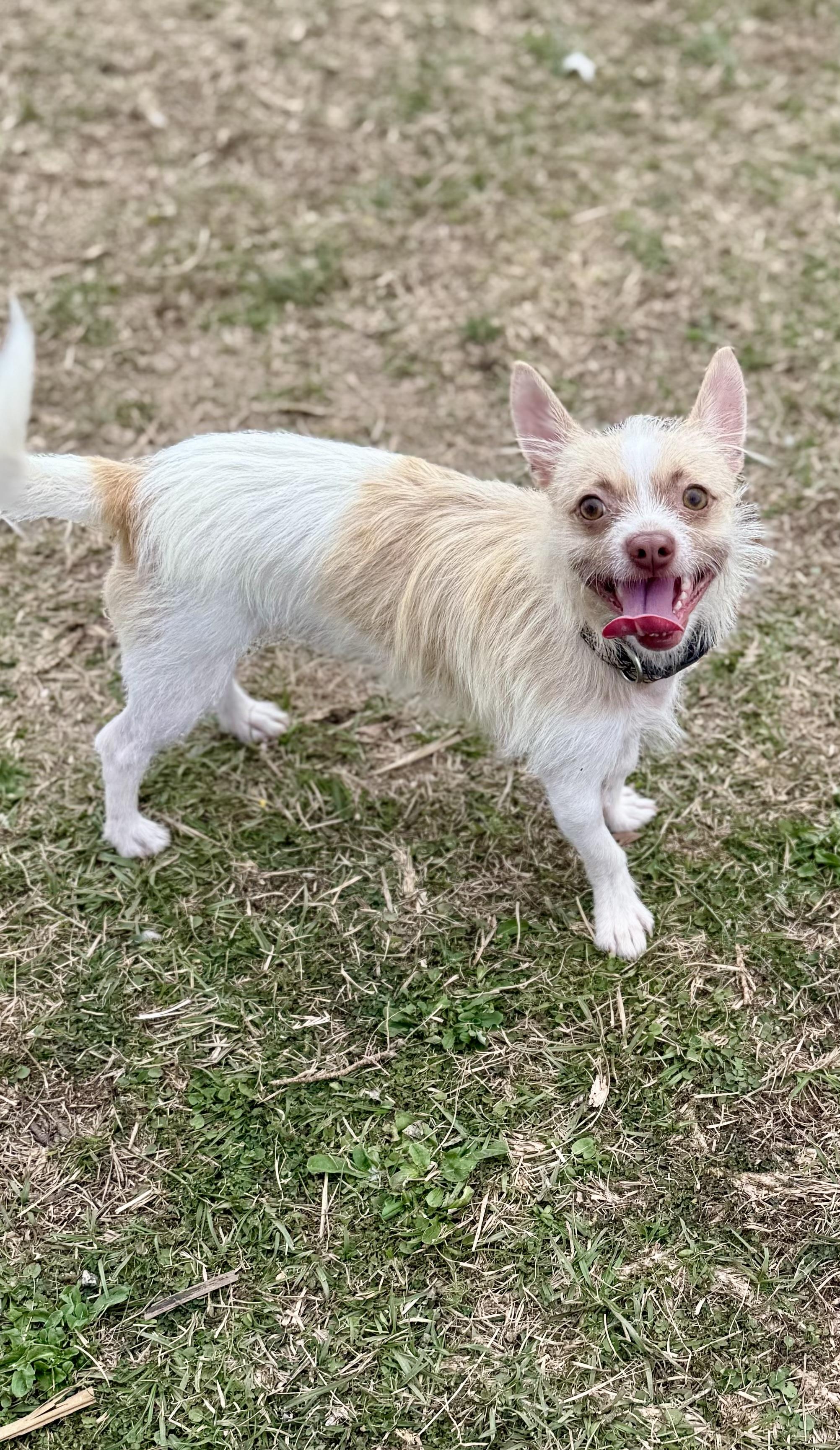 Enlarge Lester, a ADOPTABLE mixed breed in Hartsville, SC image 3/6