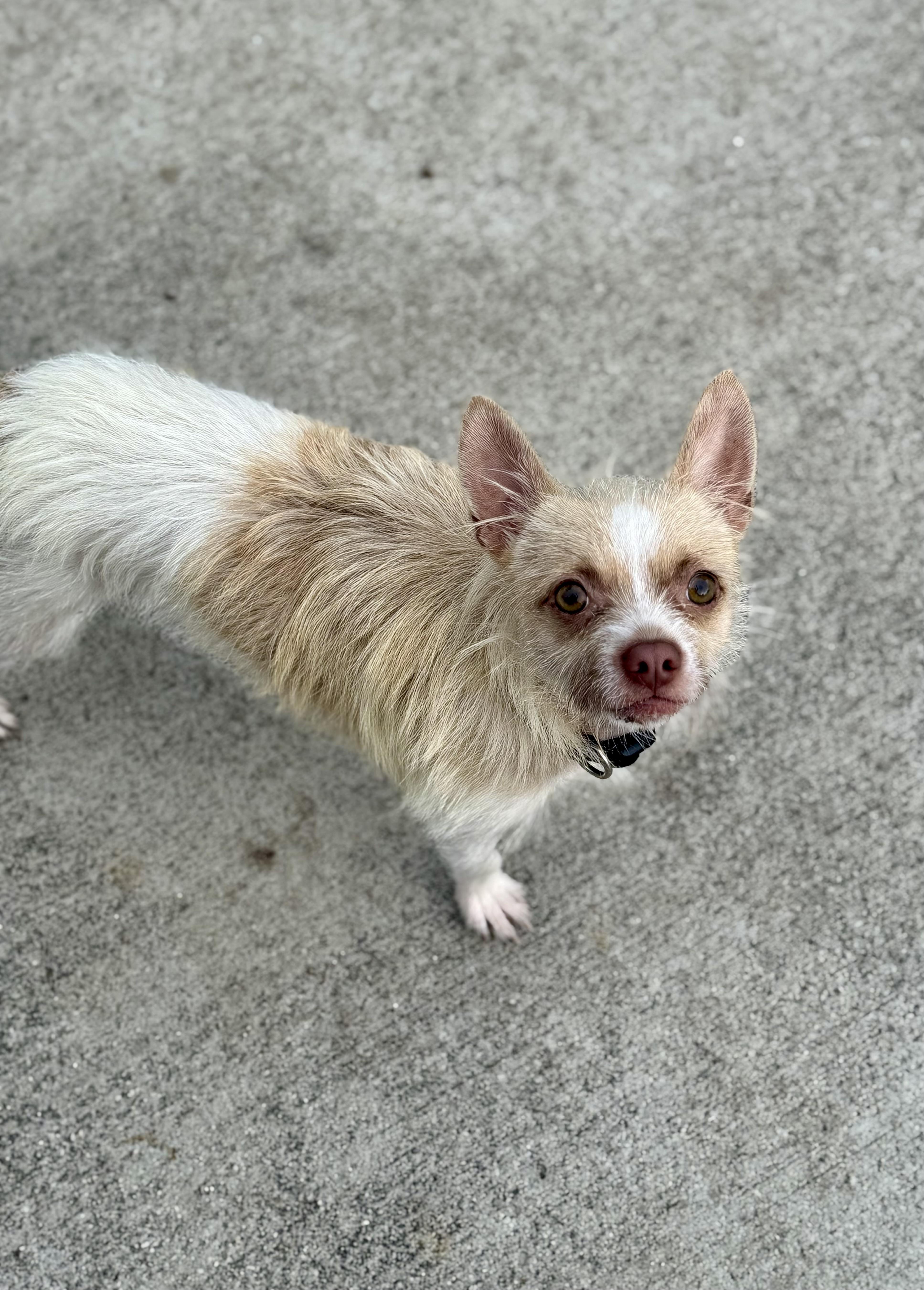 Enlarge Lester, a ADOPTABLE mixed breed in Hartsville, SC image 4/6