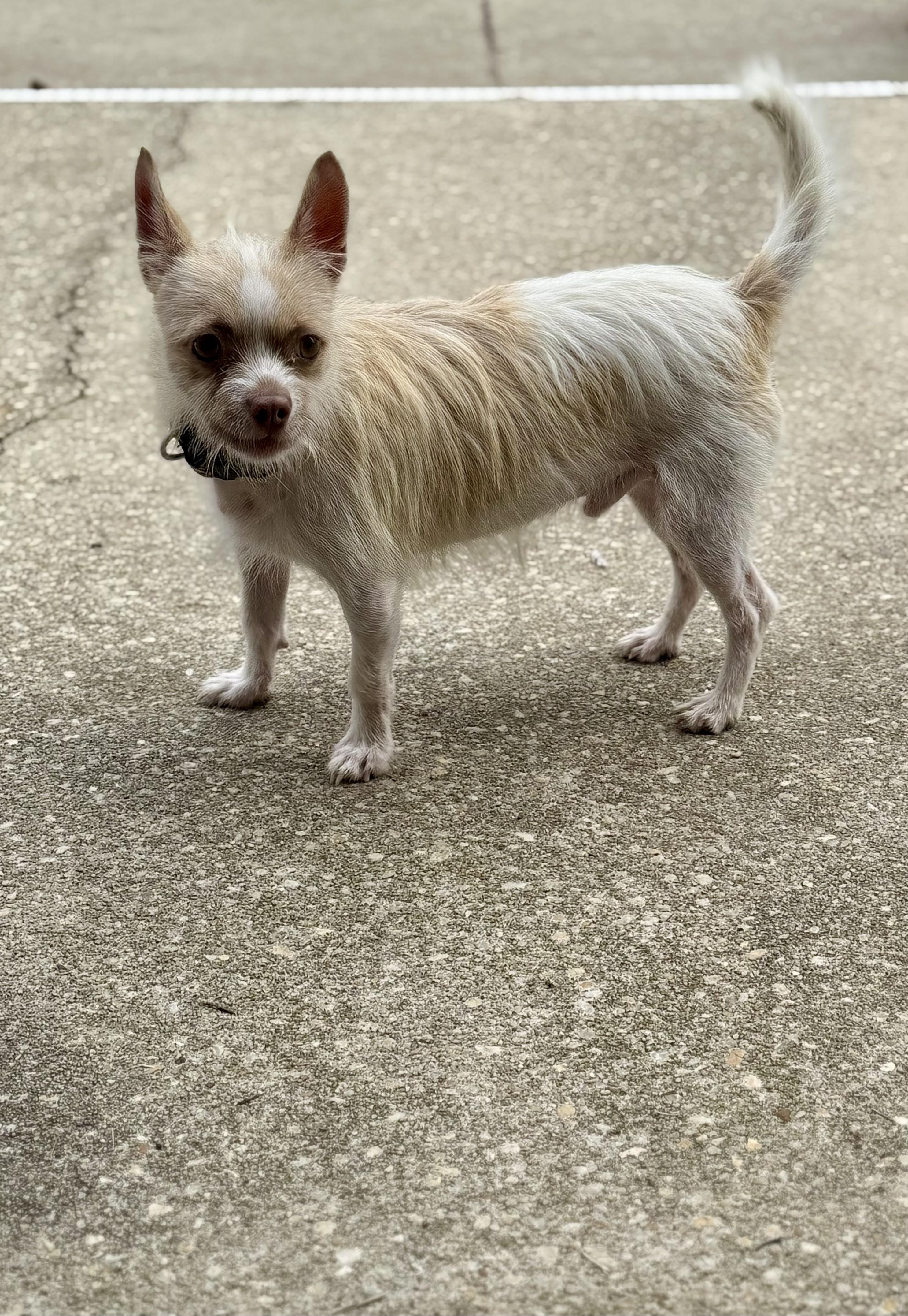 Enlarge Lester, a ADOPTABLE mixed breed in Hartsville, SC image 5/6