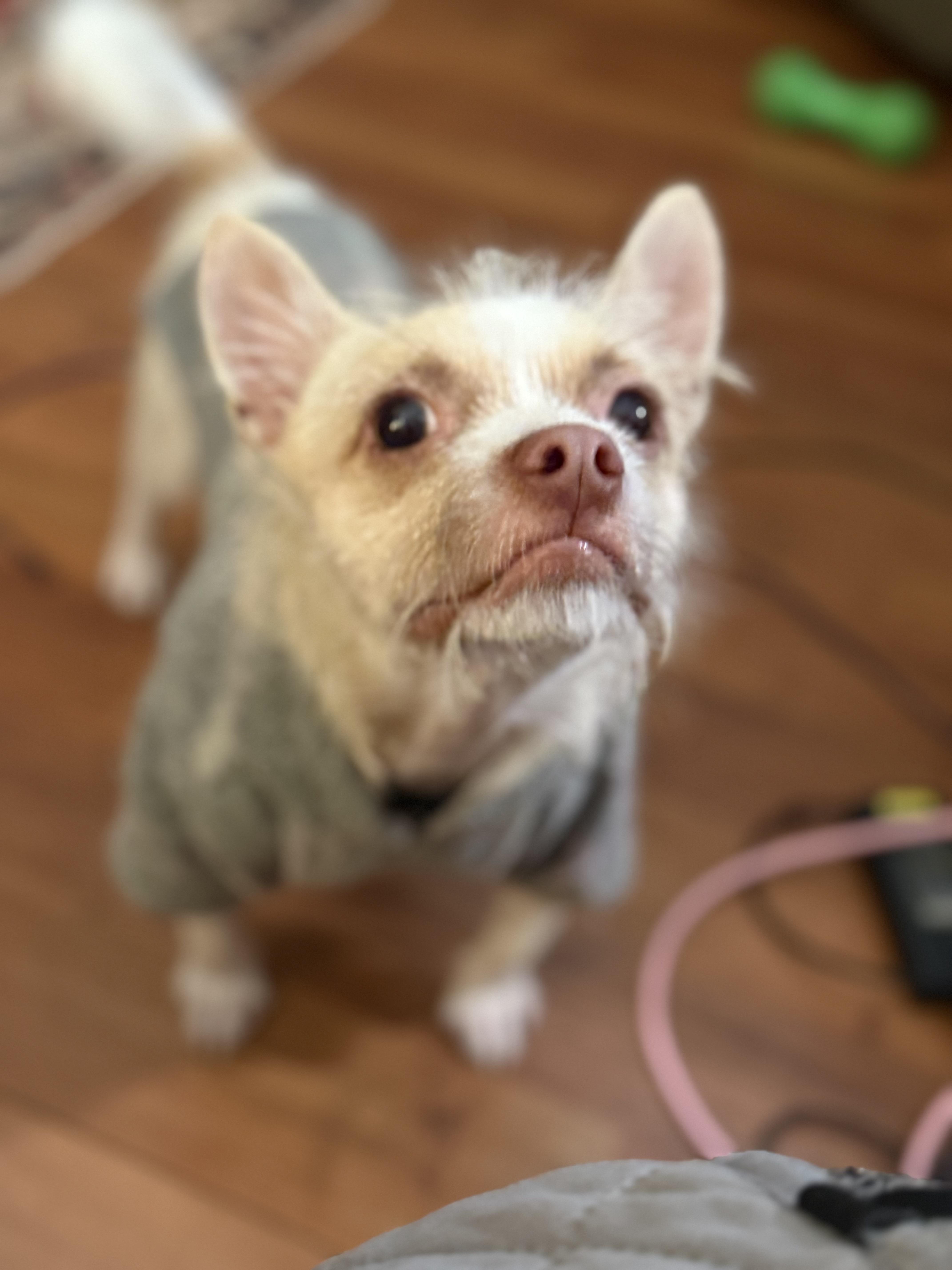 Enlarge Lester, a ADOPTABLE mixed breed in Hartsville, SC image 6/6