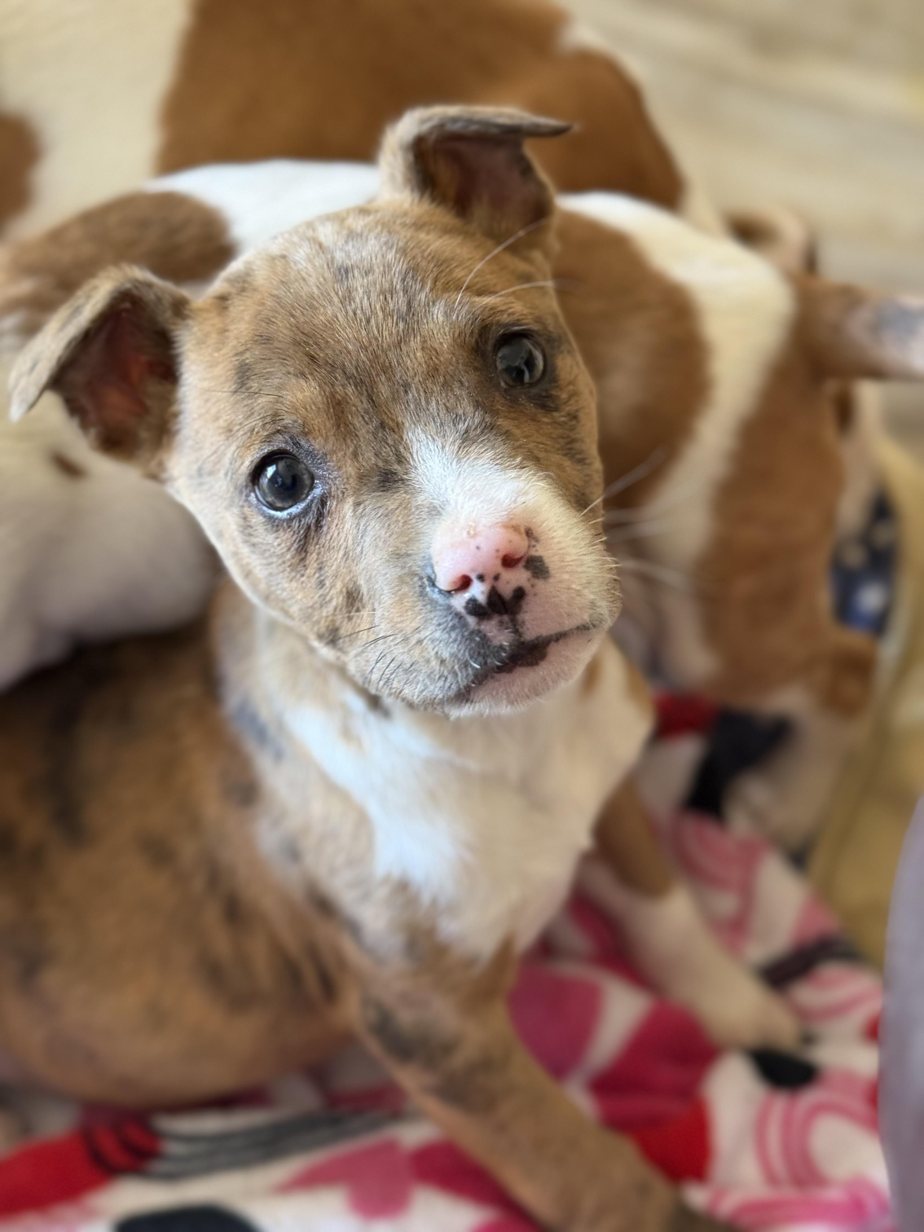Enlarge Cupid, an adopted mixed breed in Yadkinville, NC image 2/5