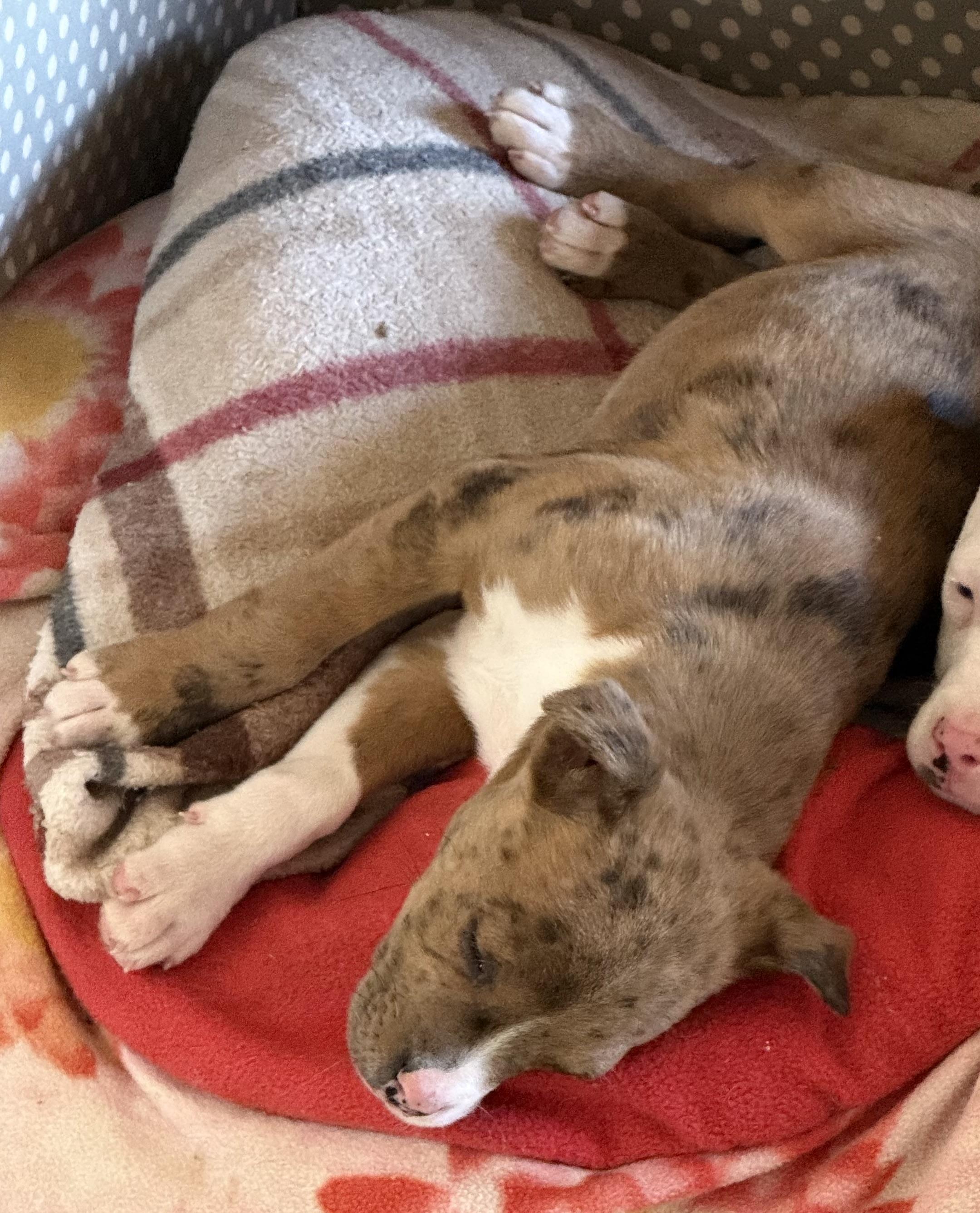 Enlarge Cupid, an adopted mixed breed in Yadkinville, NC image 4/5