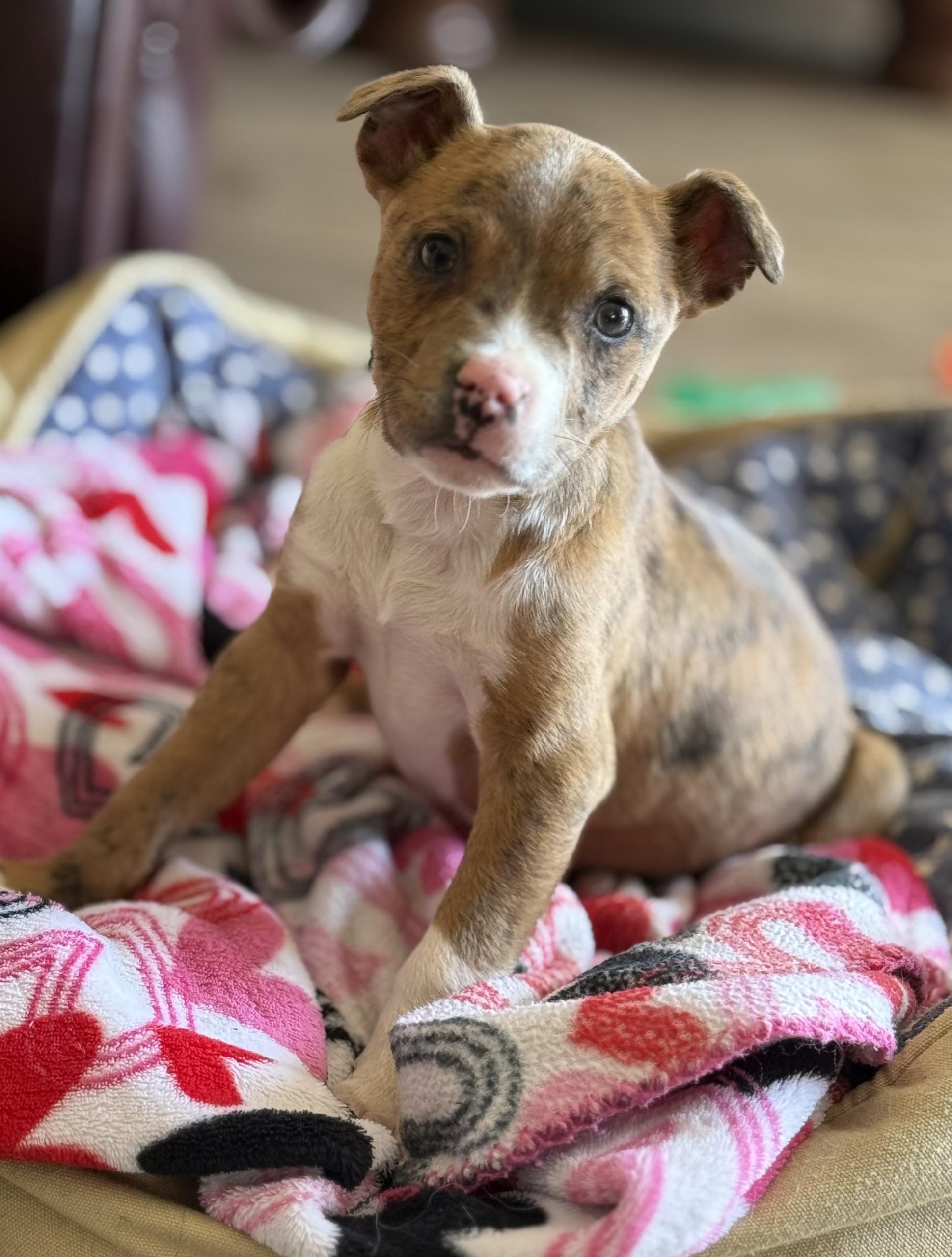 Enlarge Cupid, an adopted mixed breed in Yadkinville, NC image 1/5
