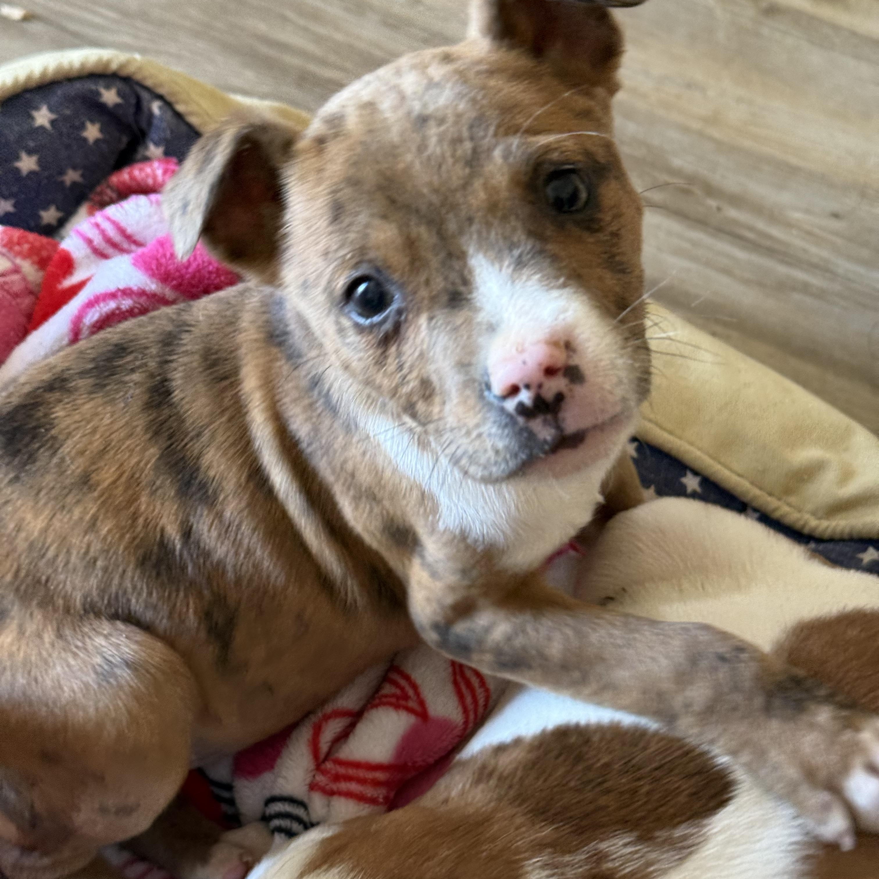 Enlarge Cupid, an adopted mixed breed in Yadkinville, NC image 5/5