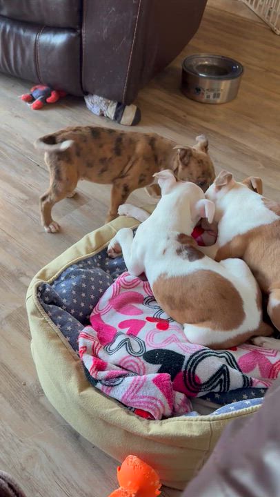 Enlarge Cupid, an adopted mixed breed in Yadkinville, NC video 3/5