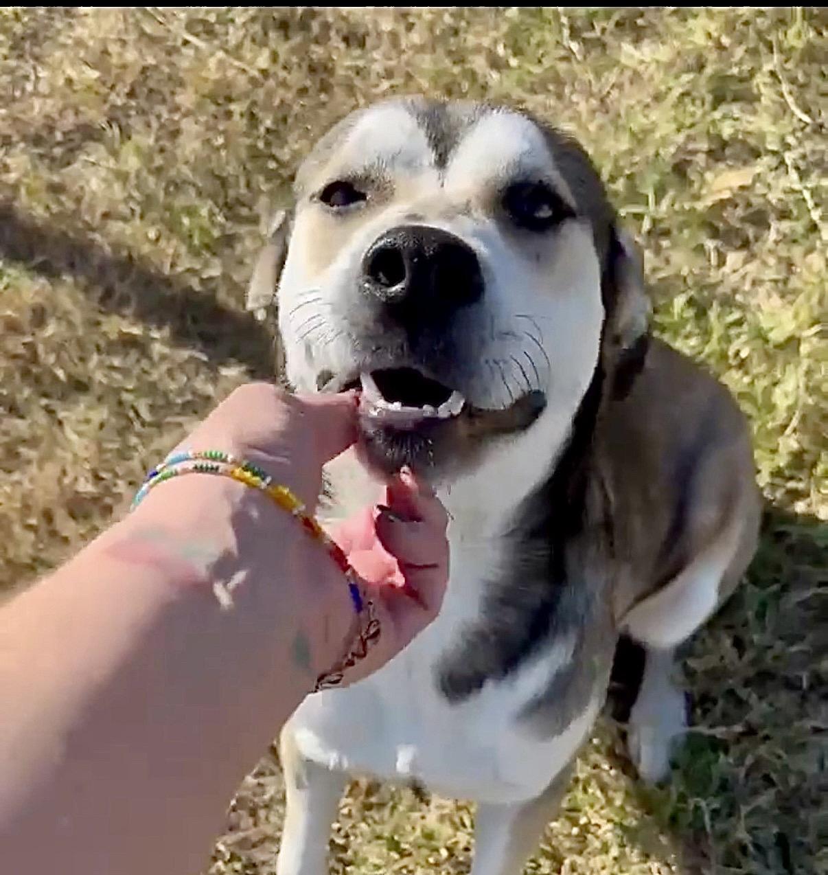 Enlarge Dan, a Adoptable mixed breed in Hartford, CT image 5/6