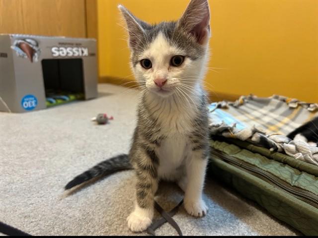 VAN BUREN, Adoptable, Kitten Male Domestic Short Hair.