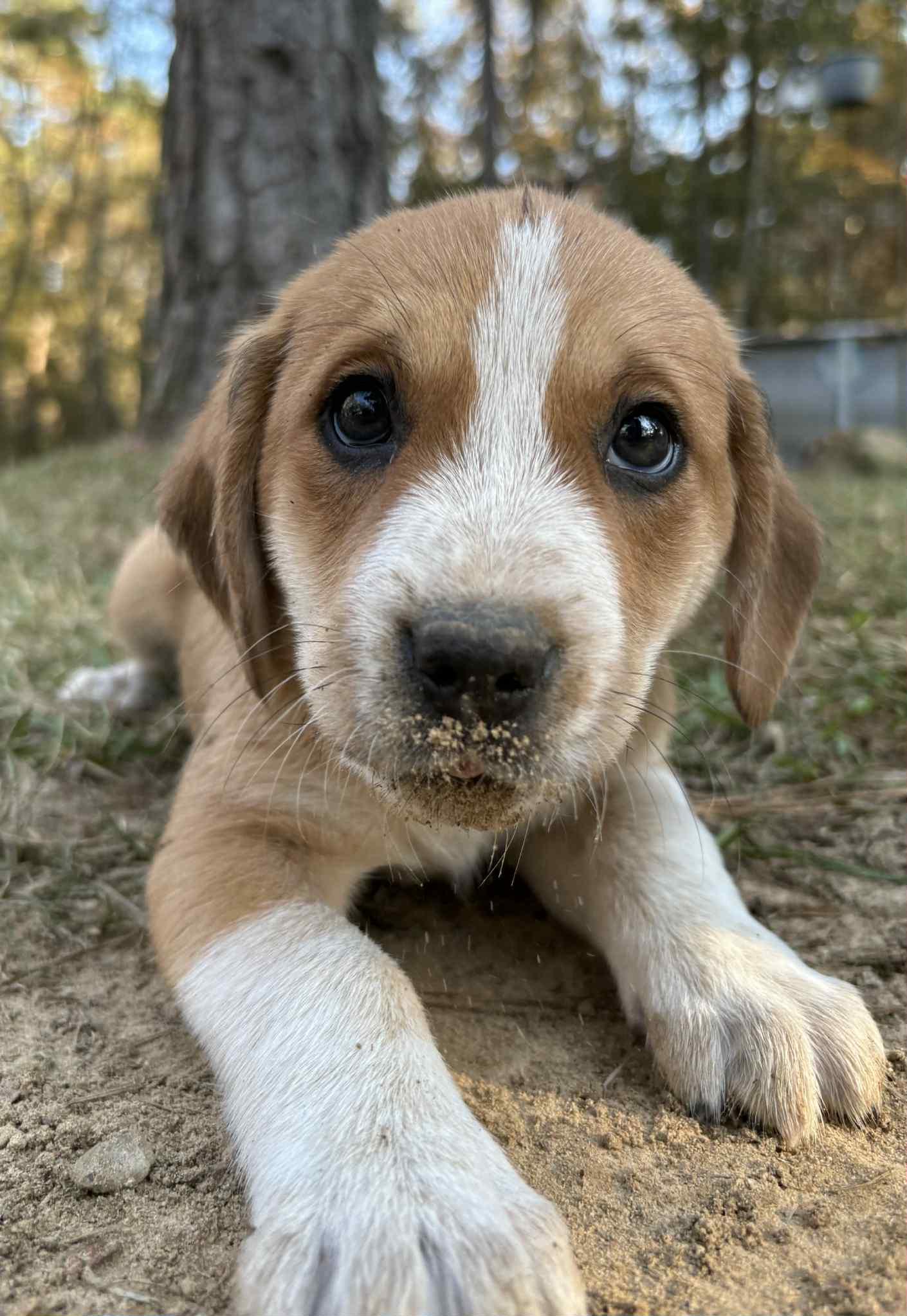 Meatball, Adopted, Young Male English Coonhound & Basset Hound.
