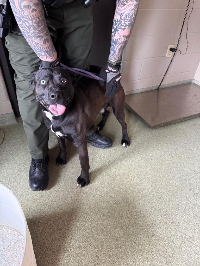 Hopper, Adoptable, Young Male Mixed Breed.