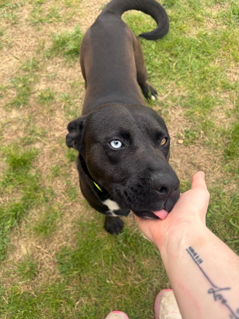 Enlarge Hopper, a Adoptable mixed breed in Gallatin, TN image 2/3