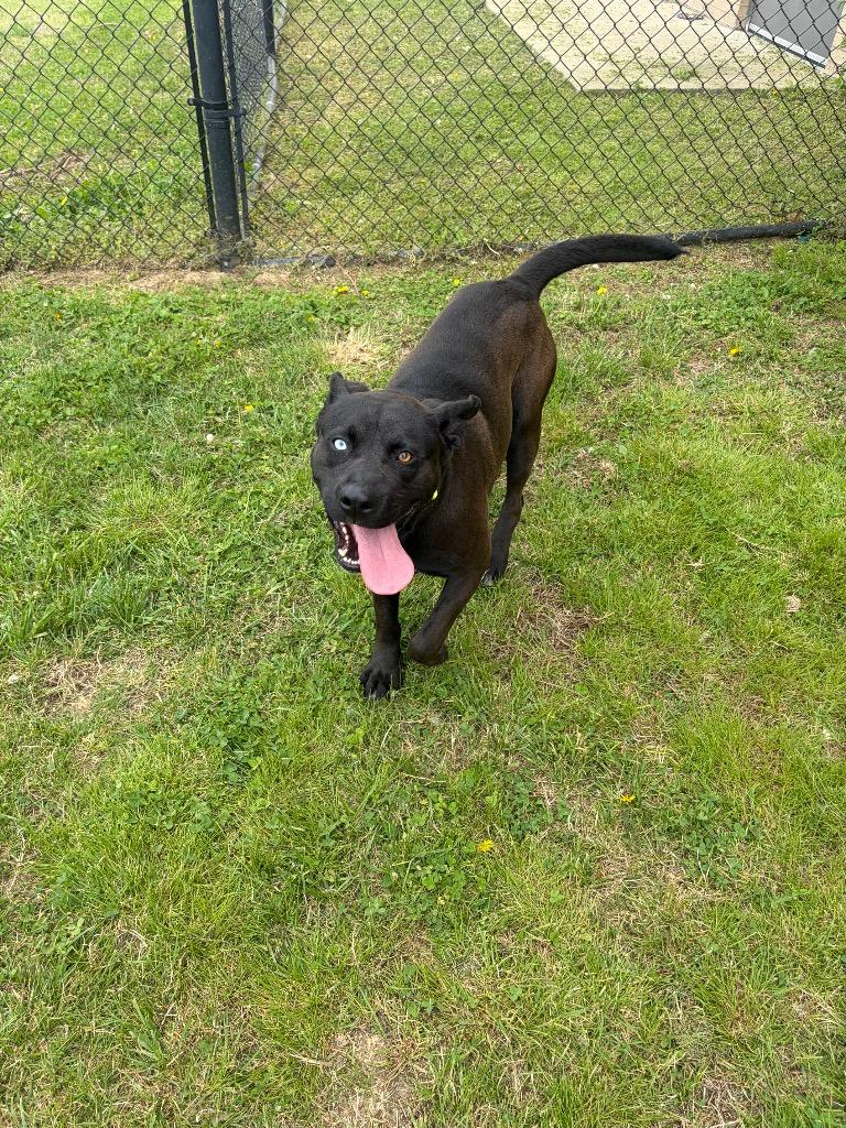 Enlarge Hopper, a Adoptable mixed breed in Gallatin, TN image 3/3