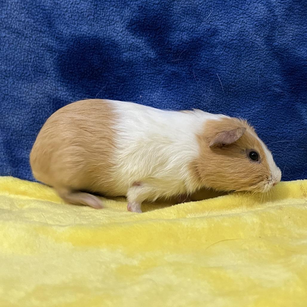 Titan, Adoptable, Young Male Guinea Pig.