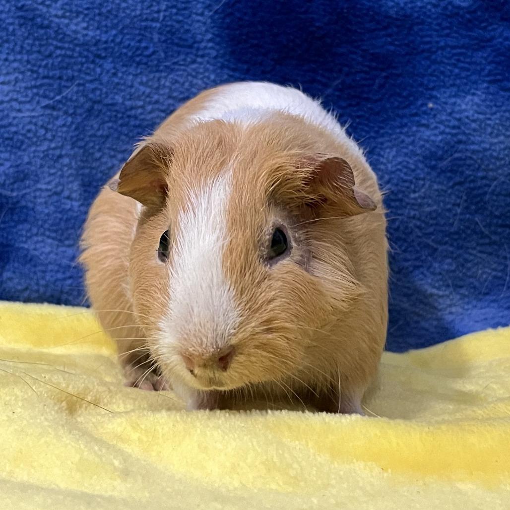 Enlarge Titan, a Adoptable Guinea Pig in Decatur, GA image 2/2