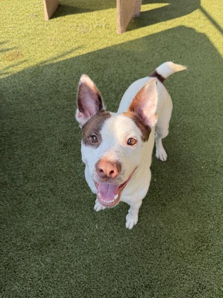 Enlarge Big Cedar, a Adoptable mixed breed in Canton, GA image 1/1