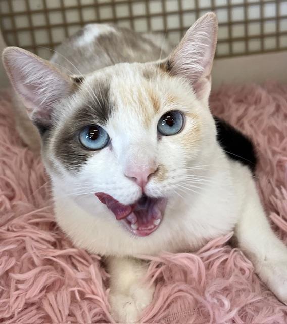 Enlarge Chloe (gf/mt), an adopted mixed breed in Encino, CA image 2/4