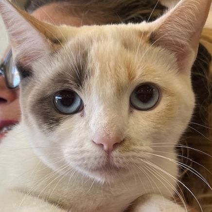 Chloe (gf/mt), adopted, Young Female Siamese & Turkish Van.